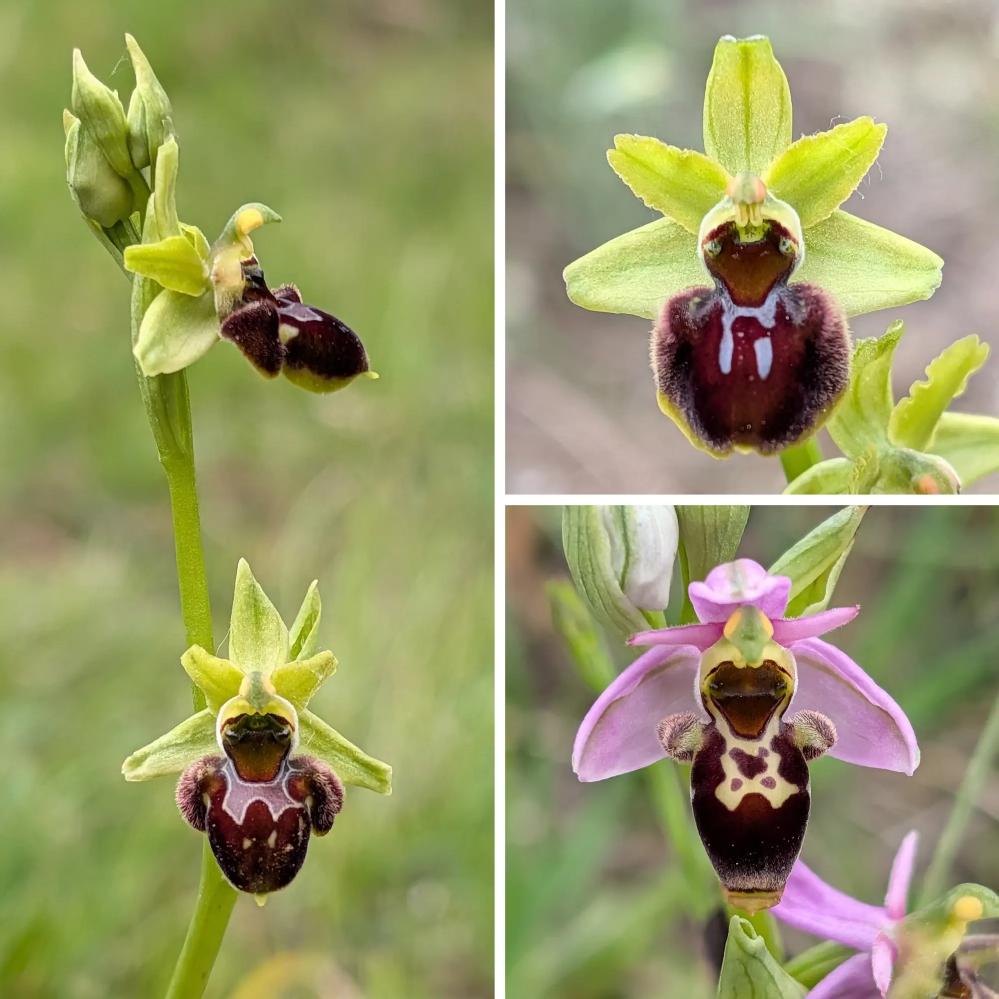Collage de tres orquídies Ophrys en primer pla: Ophrys ×nouletii (esquerra), Ophrys sphegodes (dalt dreta), Ophrys scolopax (baix dreta).
