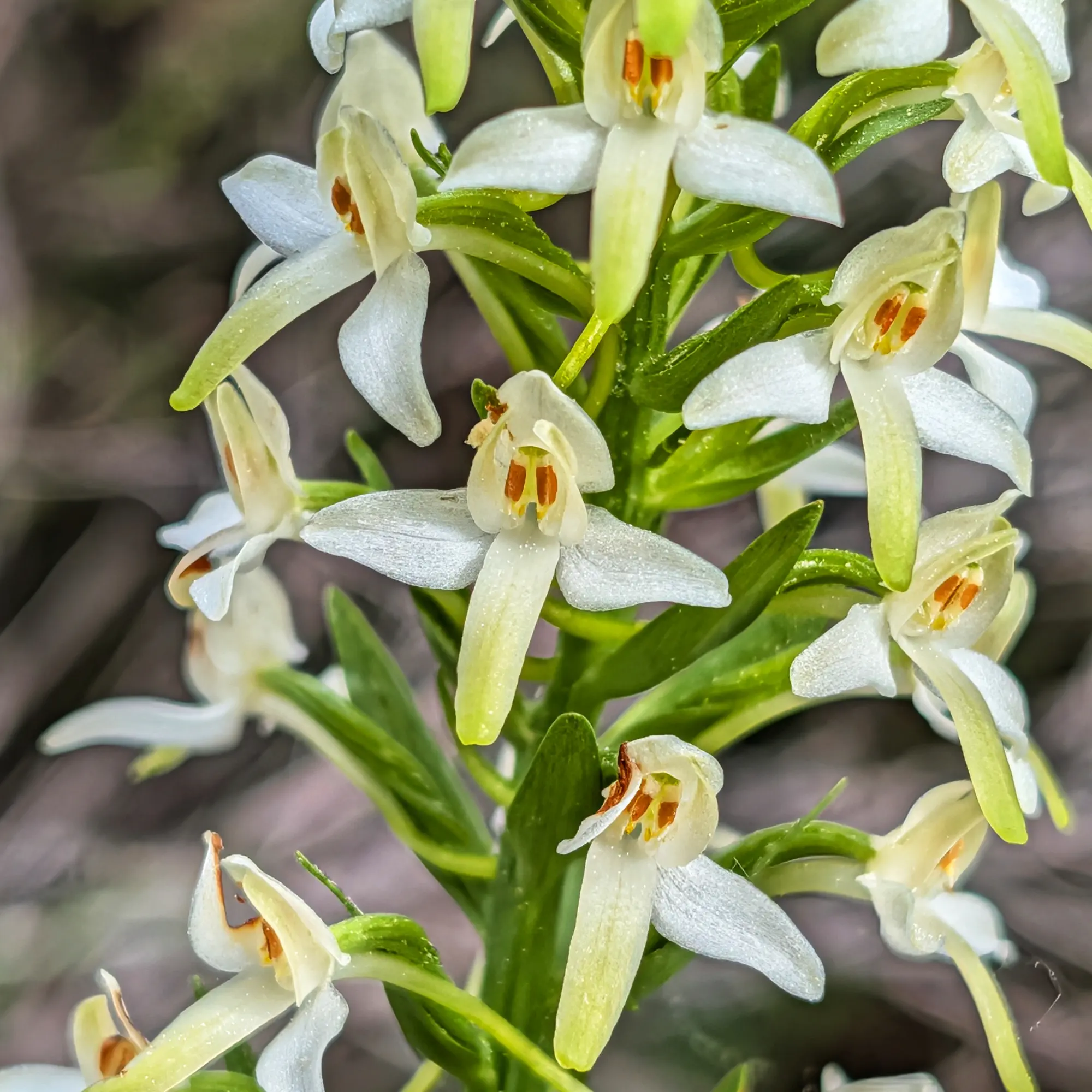 Primer pla d'una agrupació de flors blanques de Plathantera bifolia amb tiges verdes sobre un fons borrós.