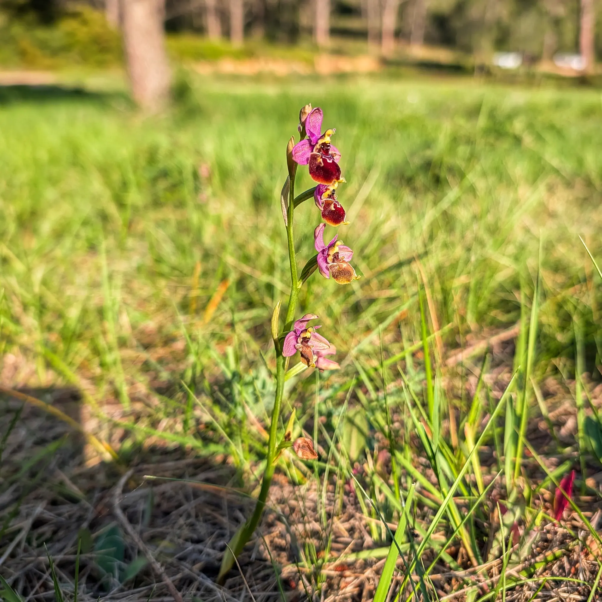 Orquídia Ophrys x peltieri amb flors porpres i marrons en un camp verd solejat.