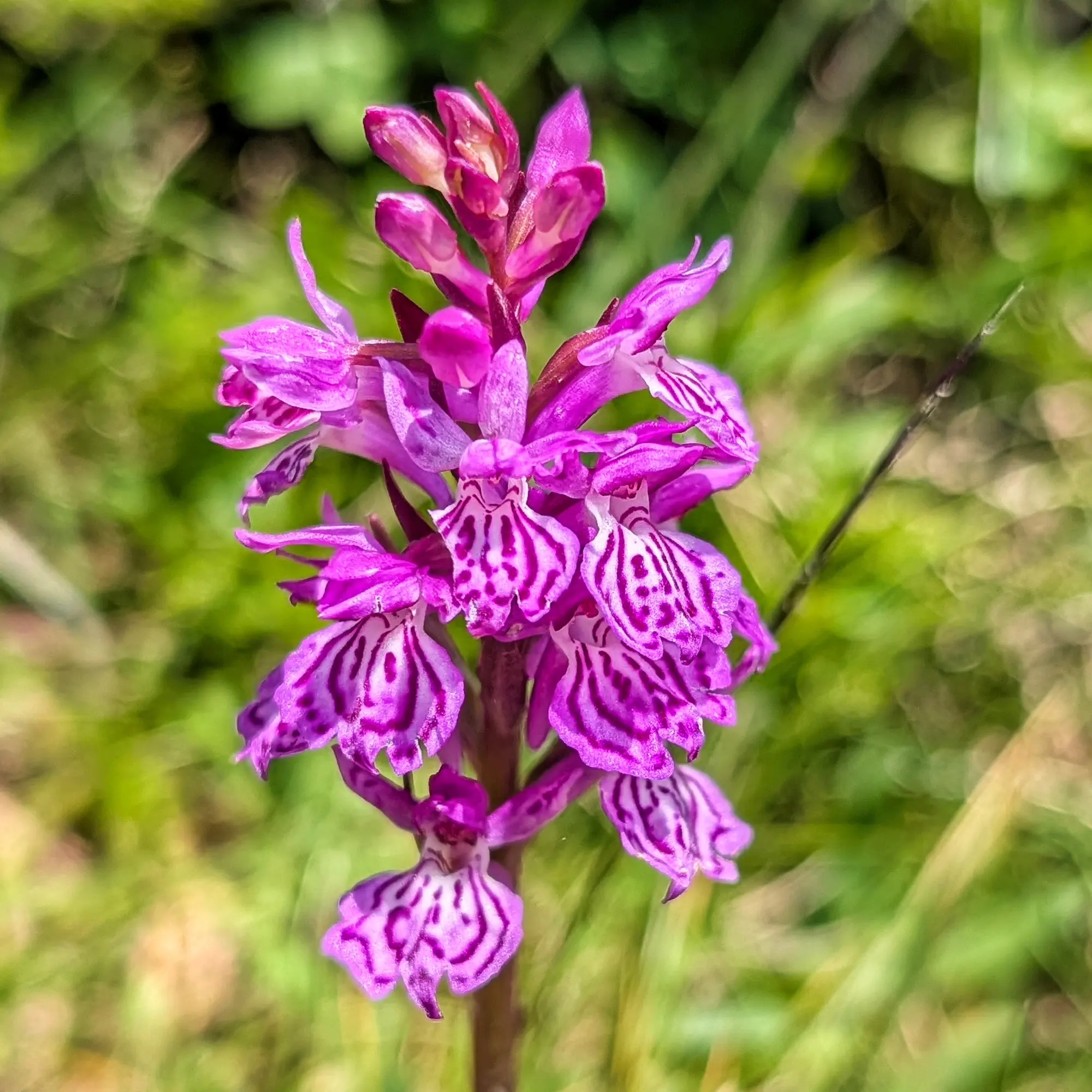 Close-up of Dactylorhiza maculata orchid. Bright purple flowers with dark speckled patterns, soft green bokeh background.