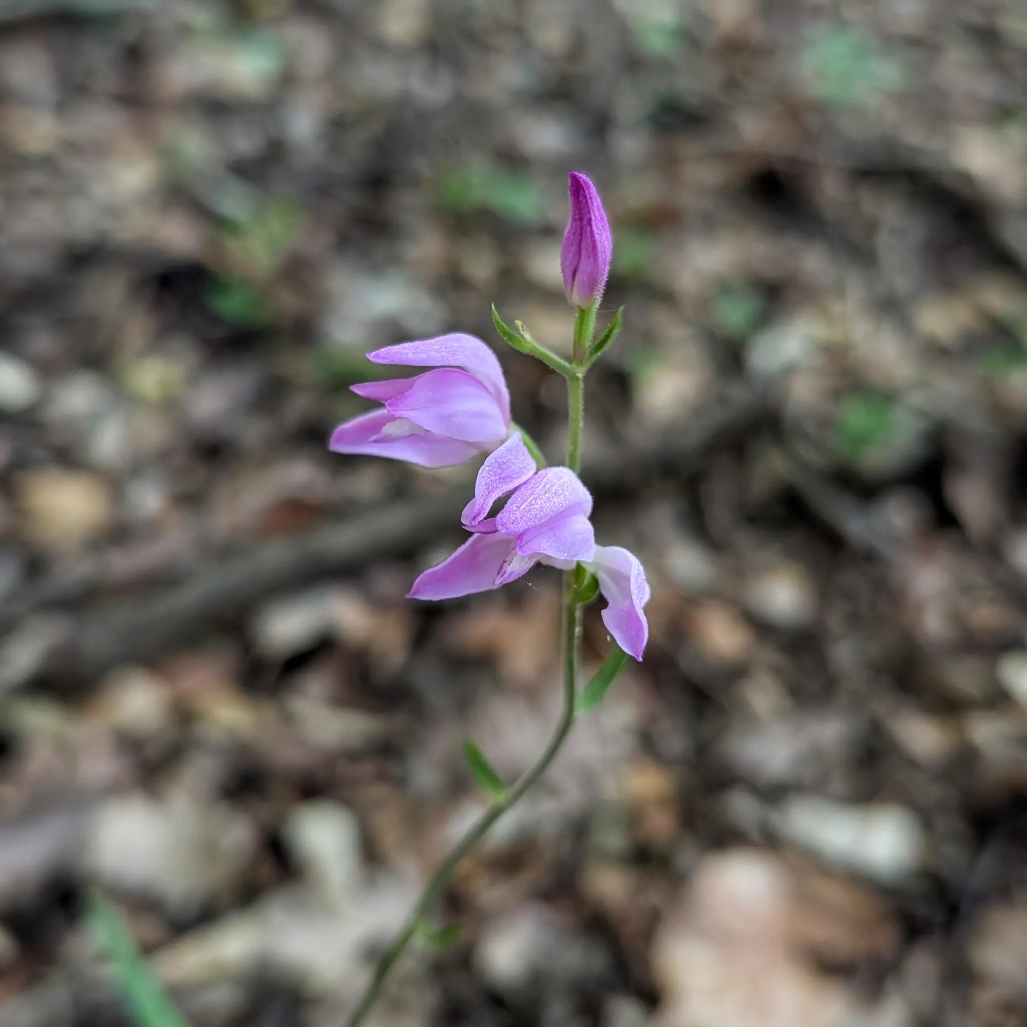 Close-up of a pinkish-purple Cephalanthera rubra orchid with open flowers and a bud, against a blurred forest background.