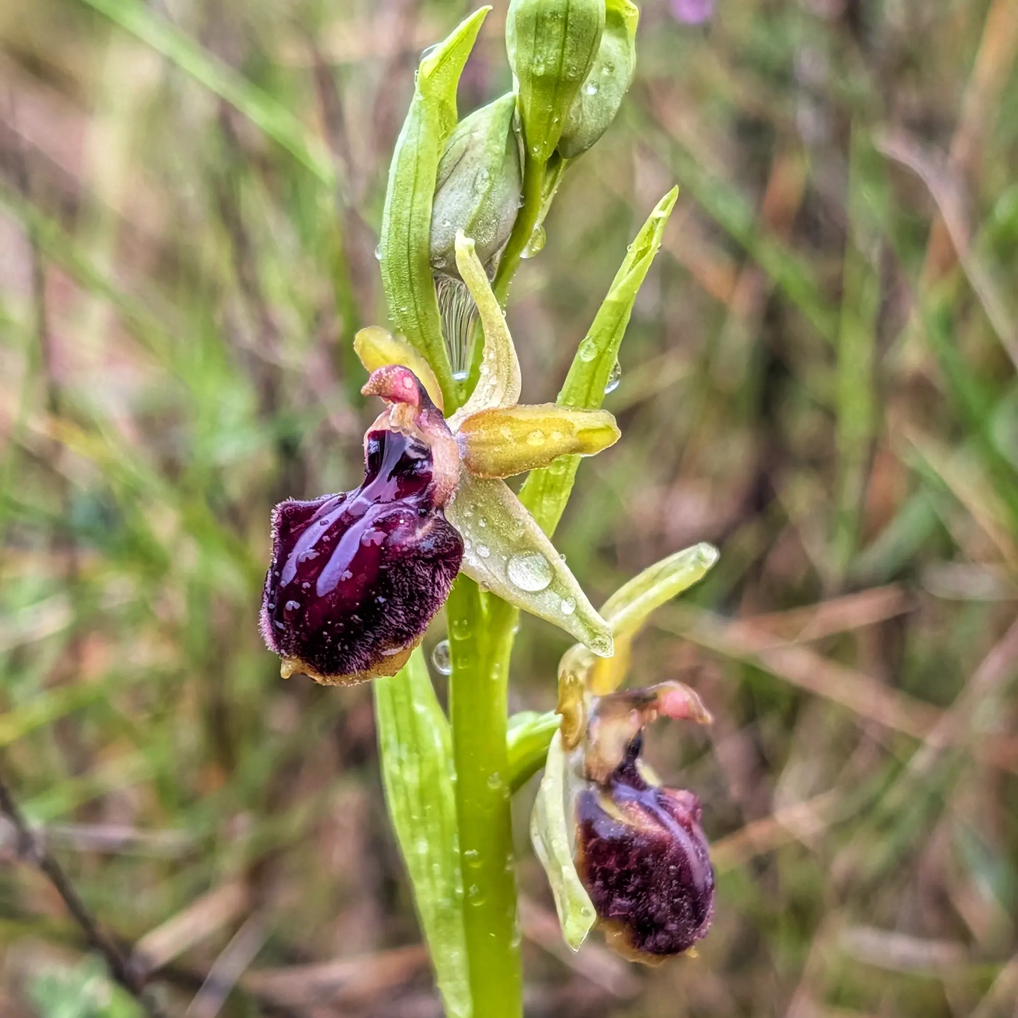 Primer pla d'orquídia Ophrys passionis amb pètals morats foscos i sèpals verds, coberta de gotes d'aigua.