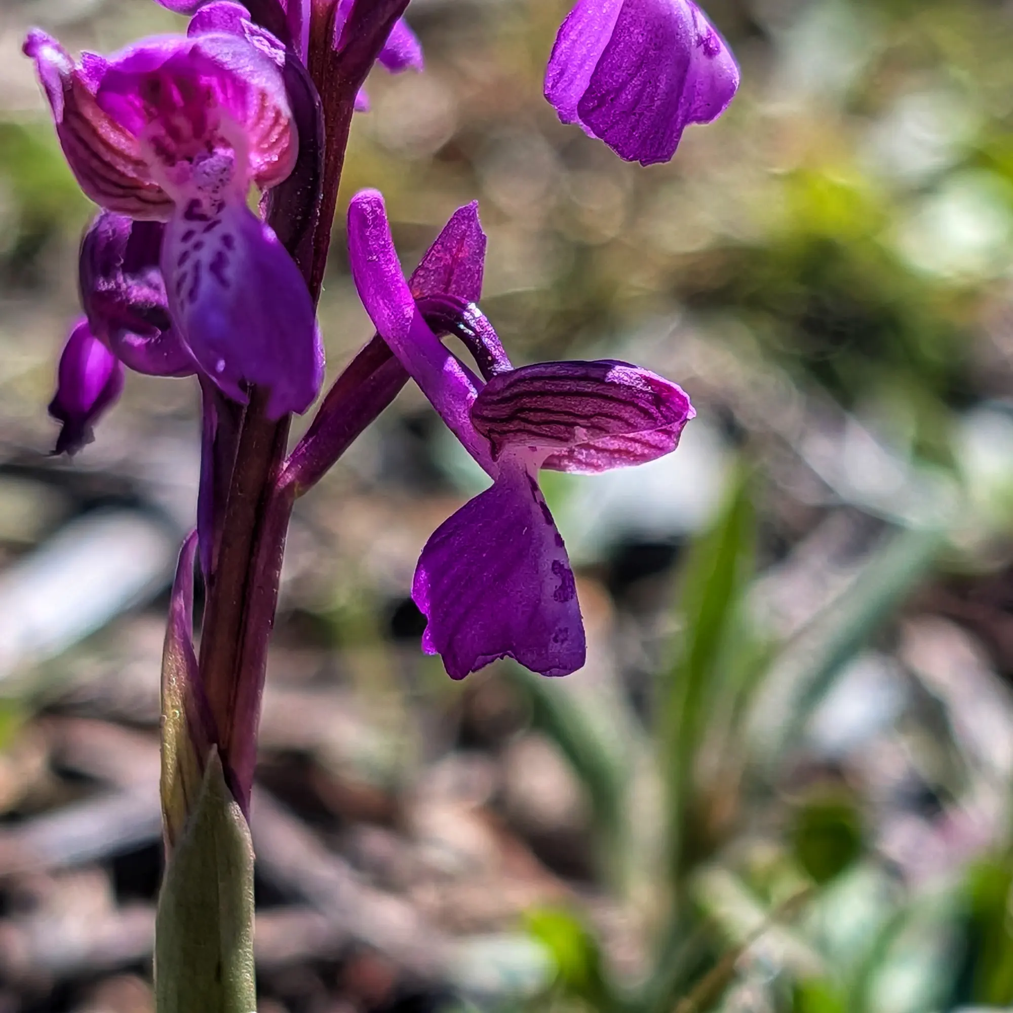 Close-up of a vibrant magenta Anacamptis morio orchid flower with patterned petals and a blurred green background.