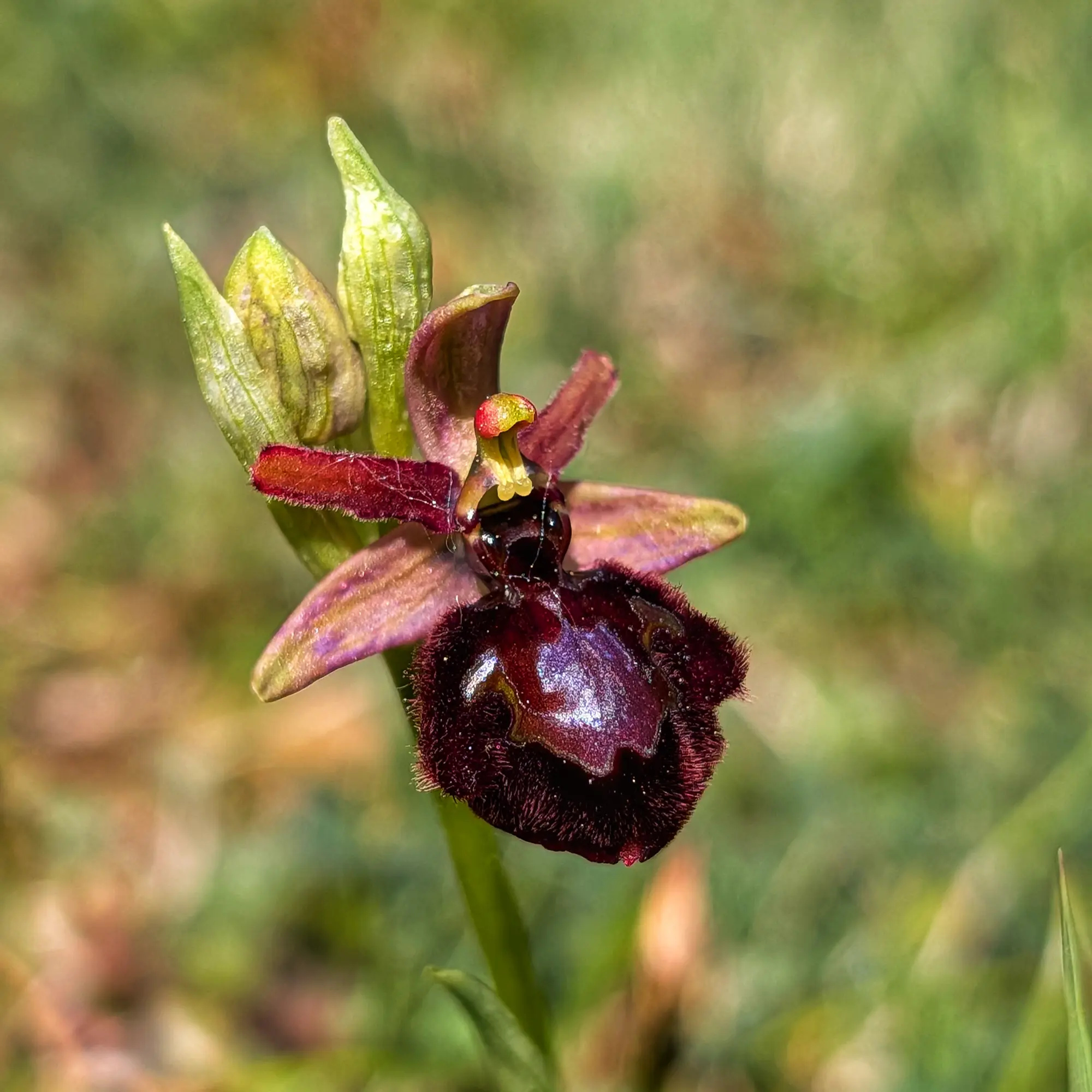 Orquídia híbrida Ophrys amb llavi fosc vellutat i especulum brillant, amb fons verd borrós.