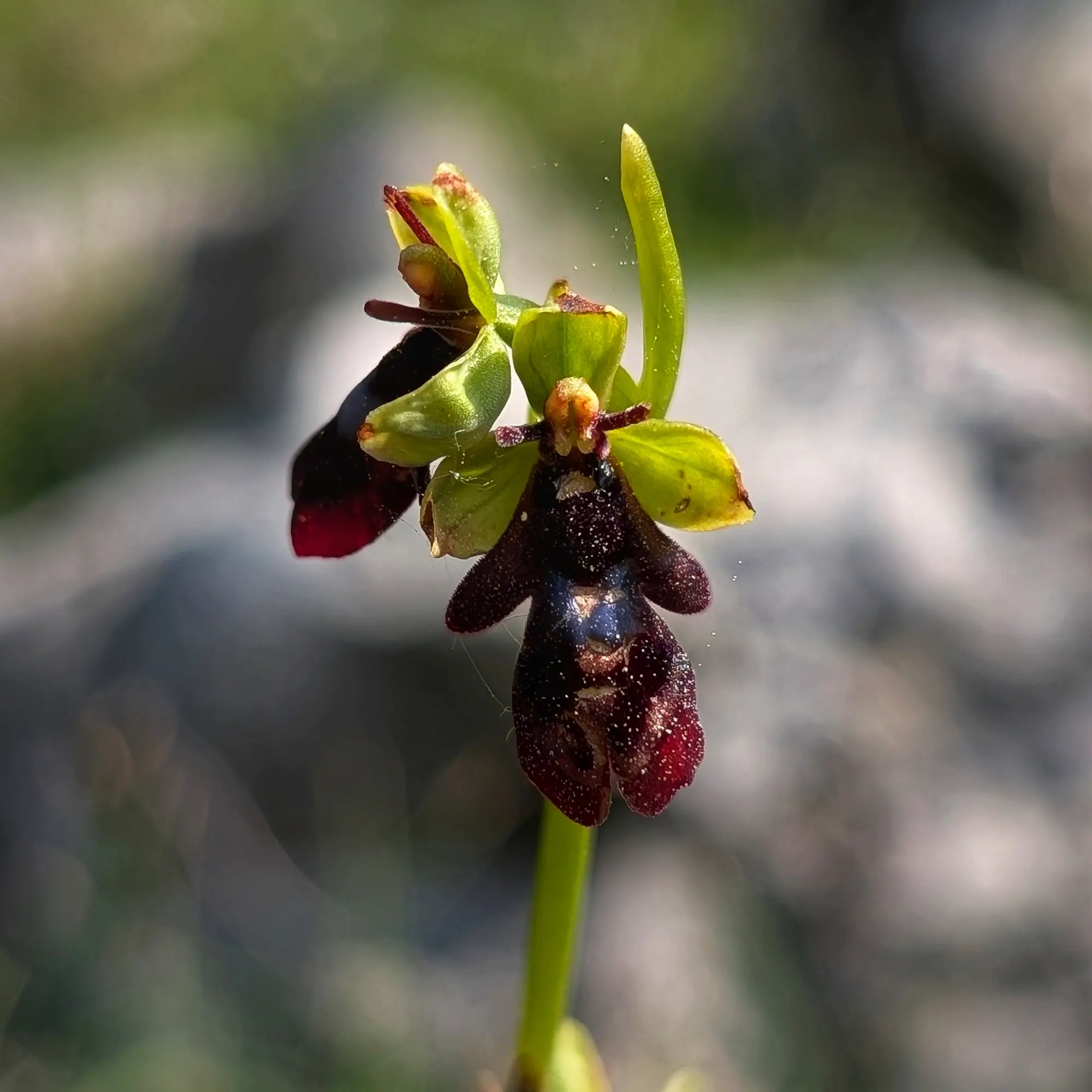 Specimen of Ophrys insectifera from the Catalan Pre-Pyrenees
