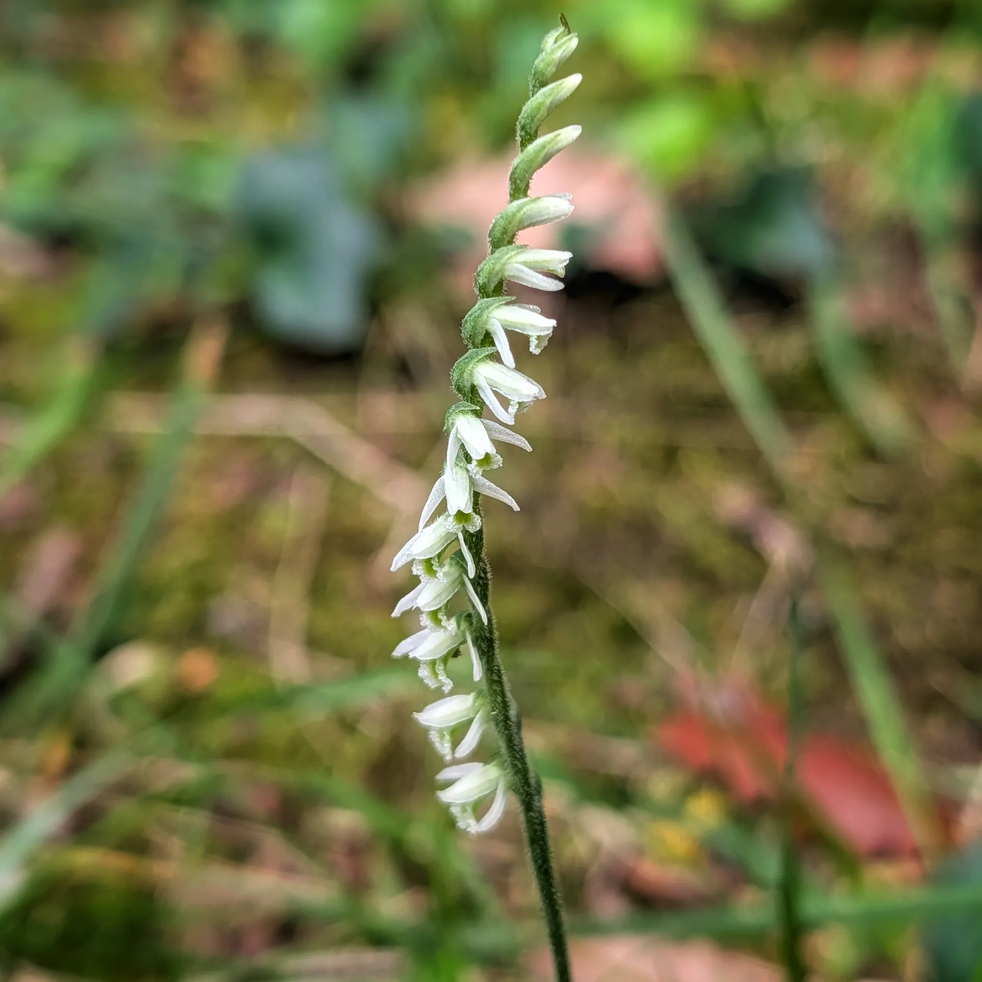 Spiranthes spiralis
