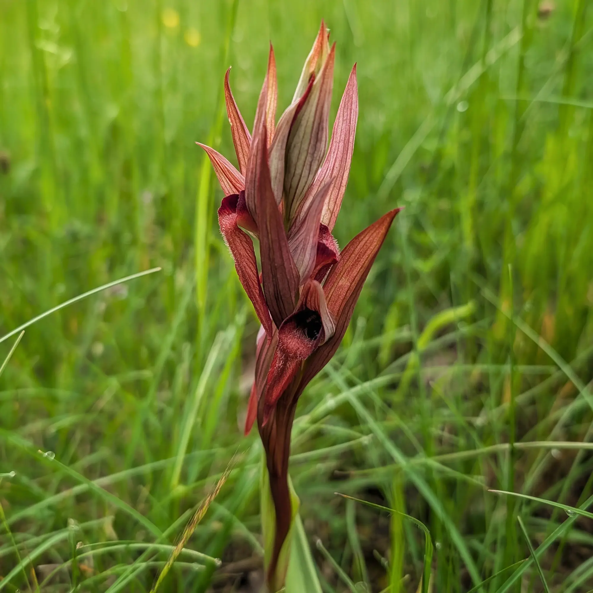 Serapias vomeracea en primer pla. Flor orquídia de tons vermellosos sobre fons d'herba verda borrosa.