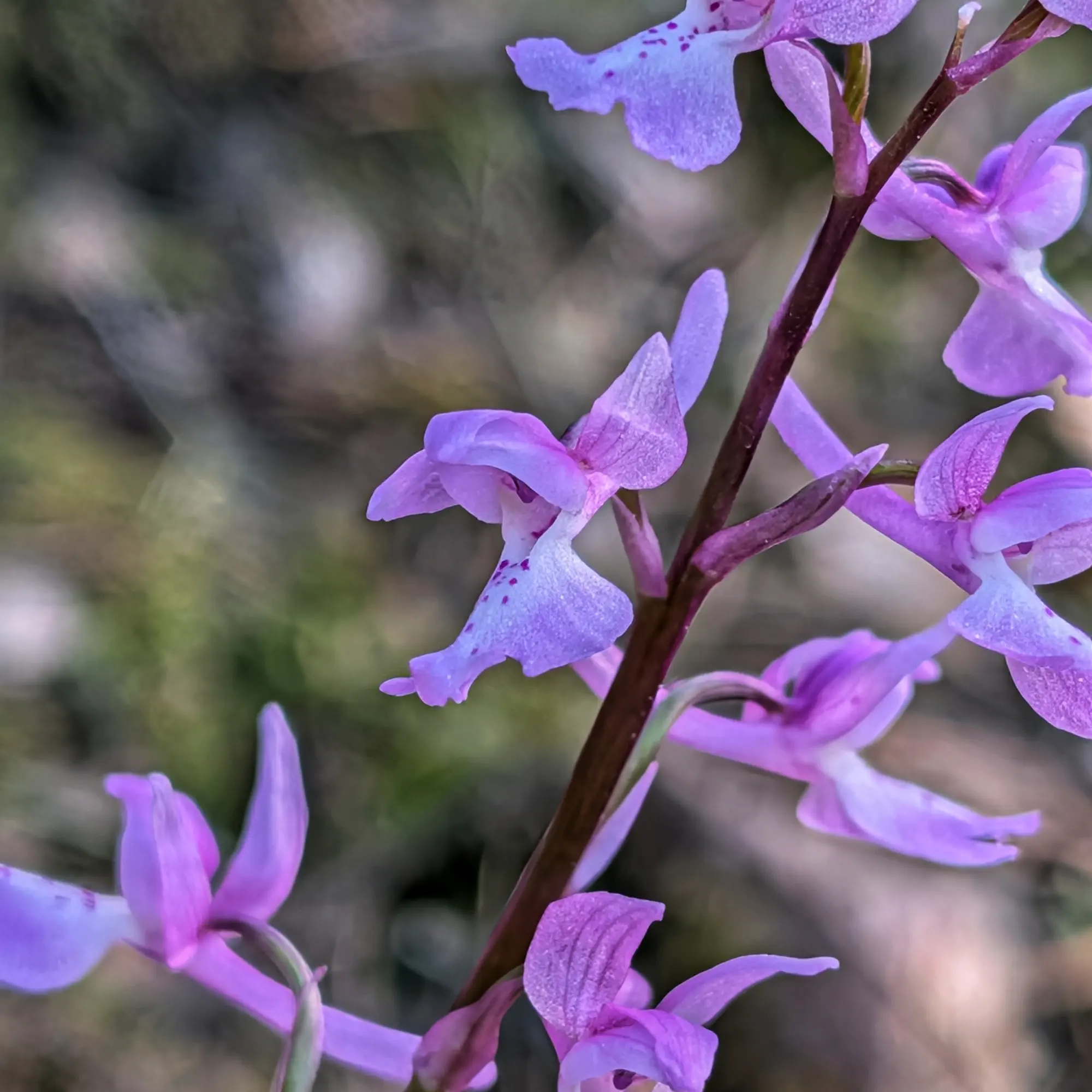 Orchis olbiensis orchid with lilac flowers and pinkish spots, against a blurred green and brown background.