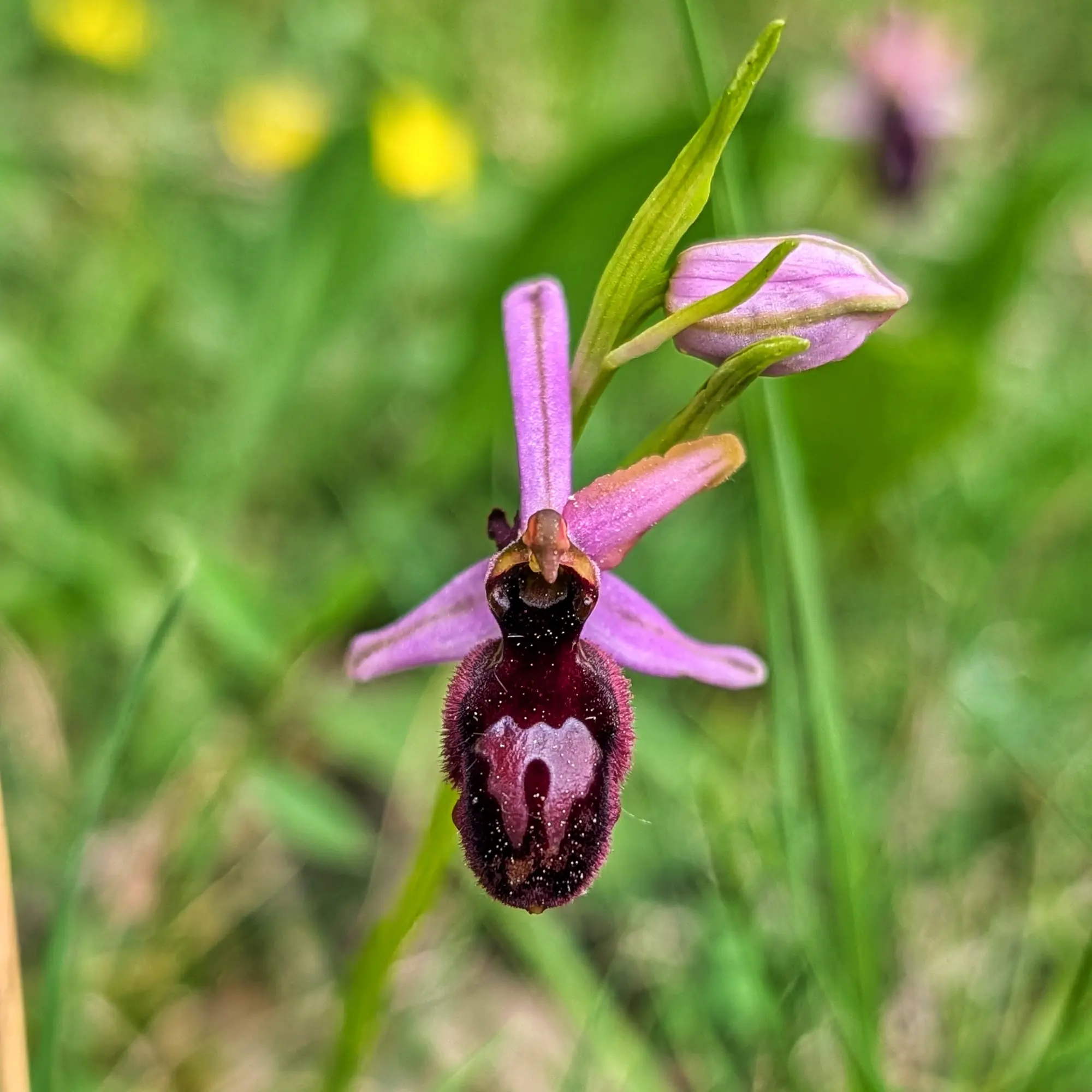 Primer pla d'orquídia Ophrys catalaunica amb pètals liles i label vellutat marró fosc, sobre fons verd.