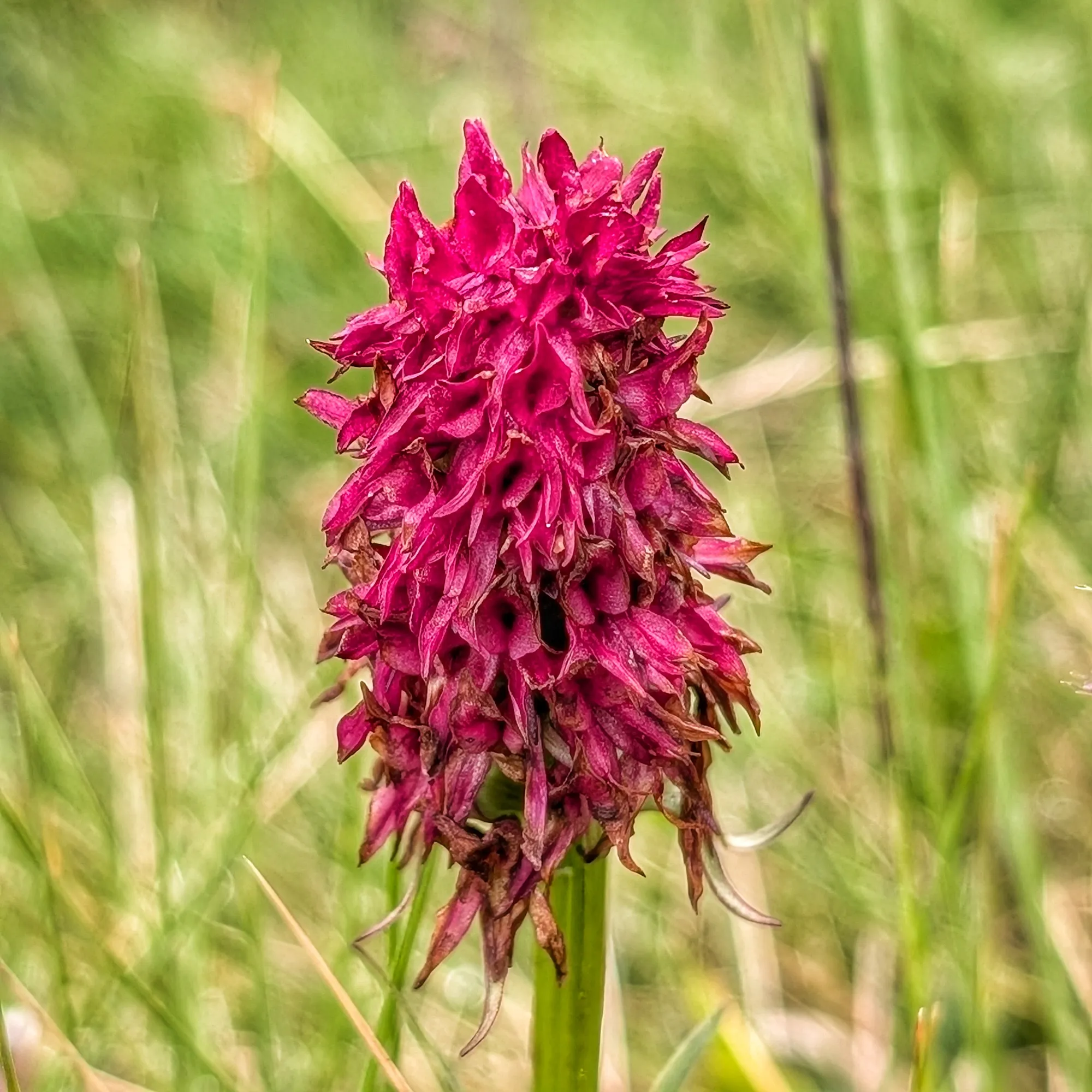 Gymnadenia gabasiana del Casamanya