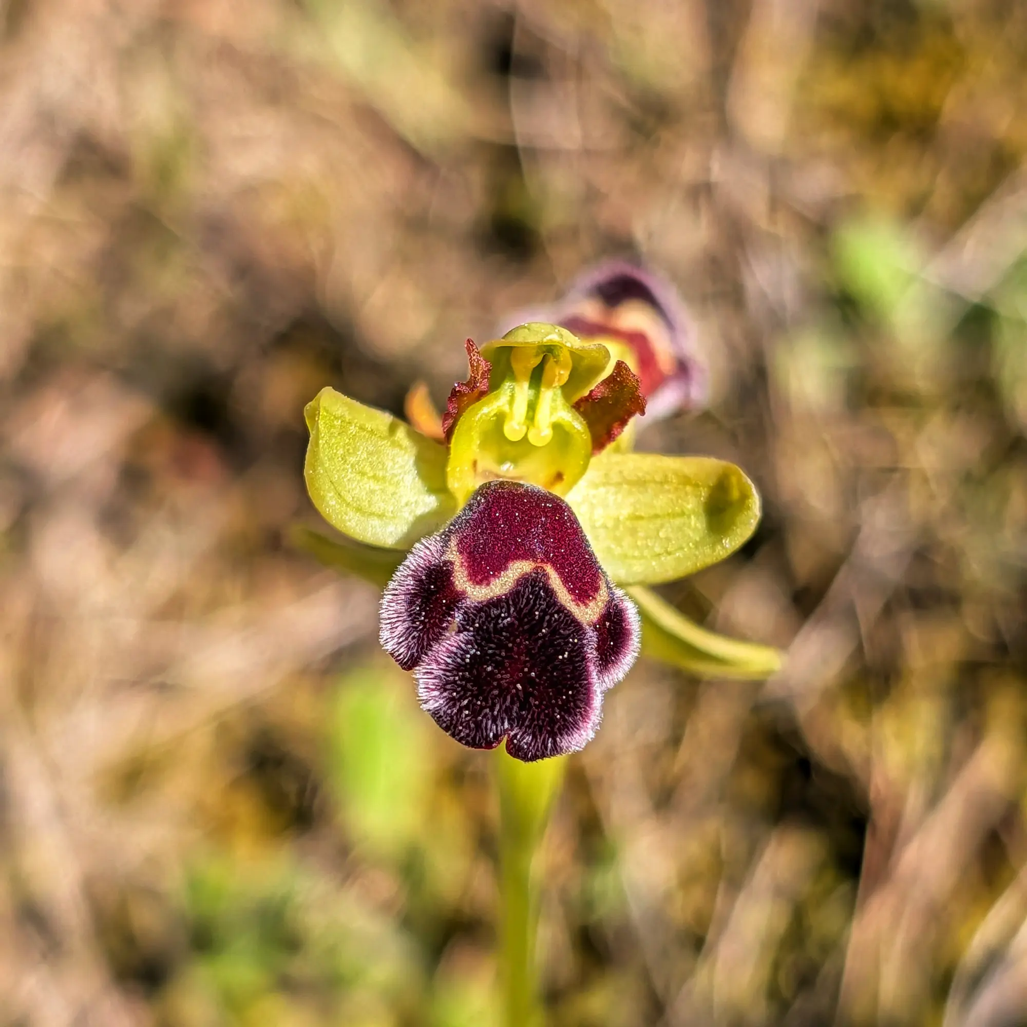 Orquídea Ophrys dyris con pétalos verdes y label púrpura oscuro, con bordes claros y textura aterciopelada, en primer plano.