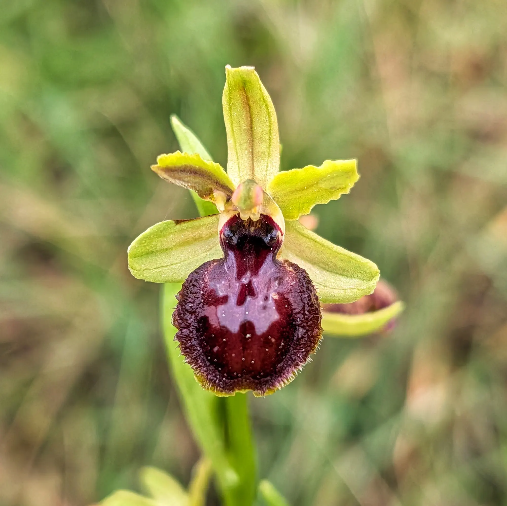 Close-up of an Ophrys passionis orchid with a dark reddish-brown, velvety labellum and light green petals.