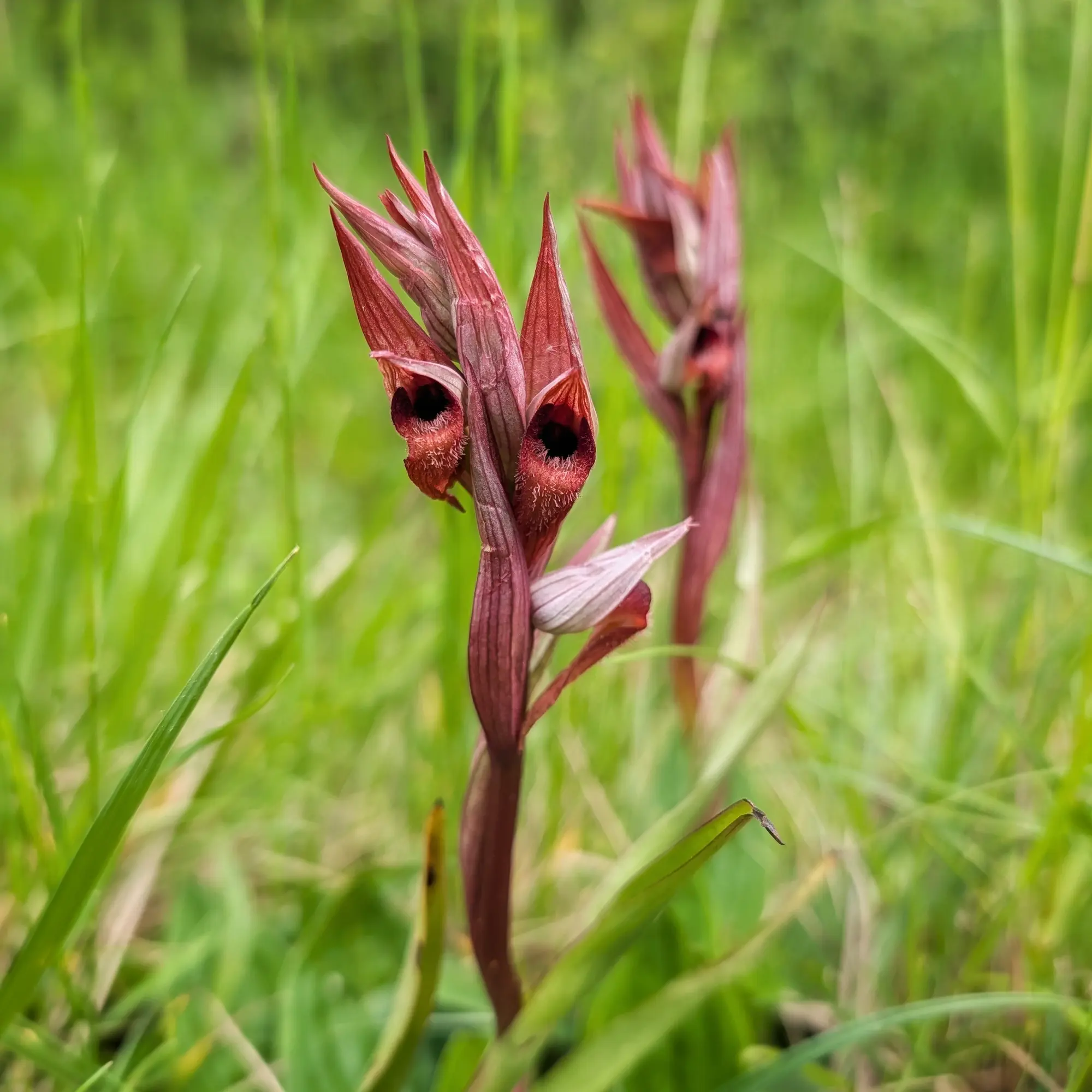Primer pla d'una orquídia Serapias vomeracea de color vermell fosc amb centres foscos, envoltada d'herba verda.