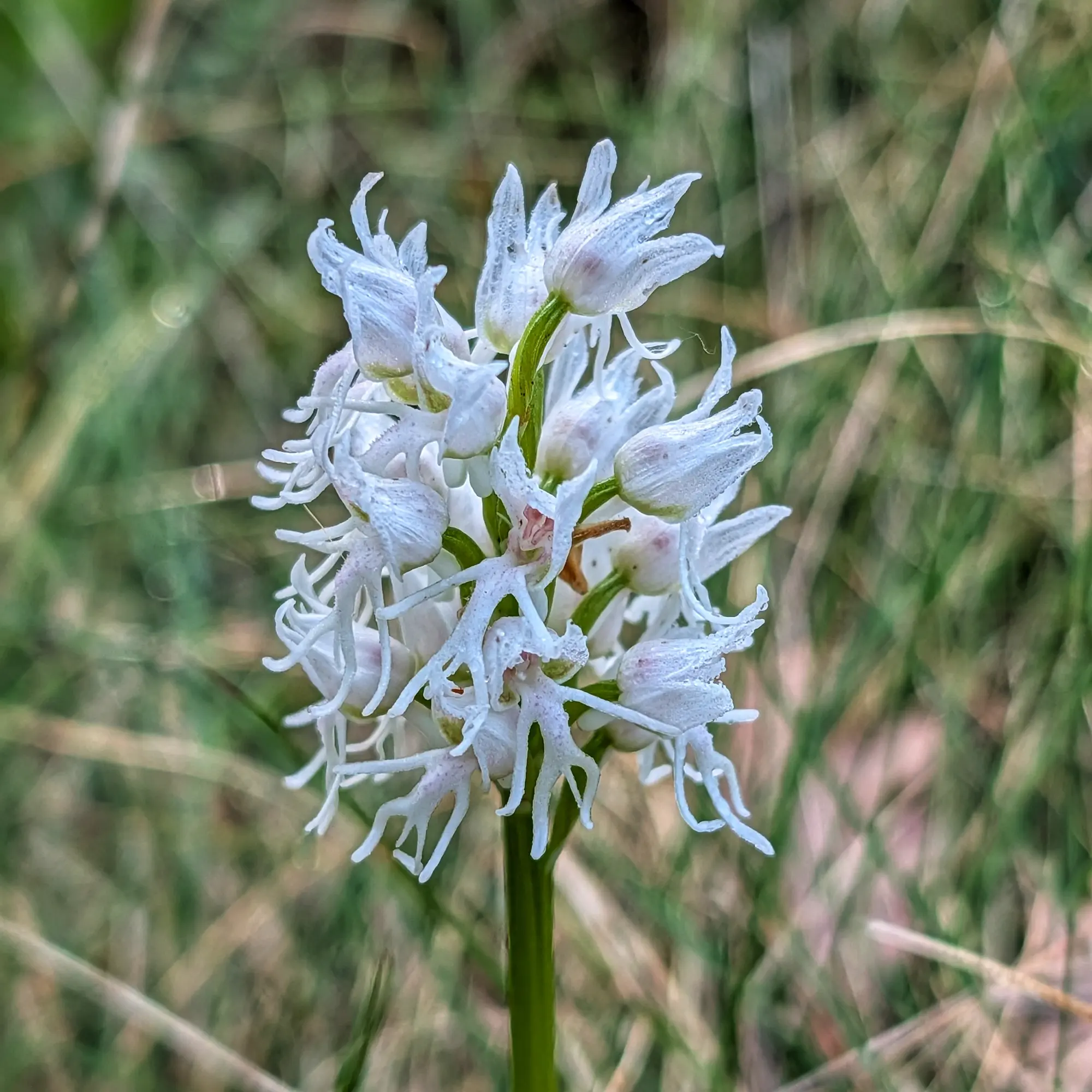 Primer pla d'orquídia simia hipocromàtica blanca amb gotes de rosada, sobre fons borrós d'herba verda i seca.