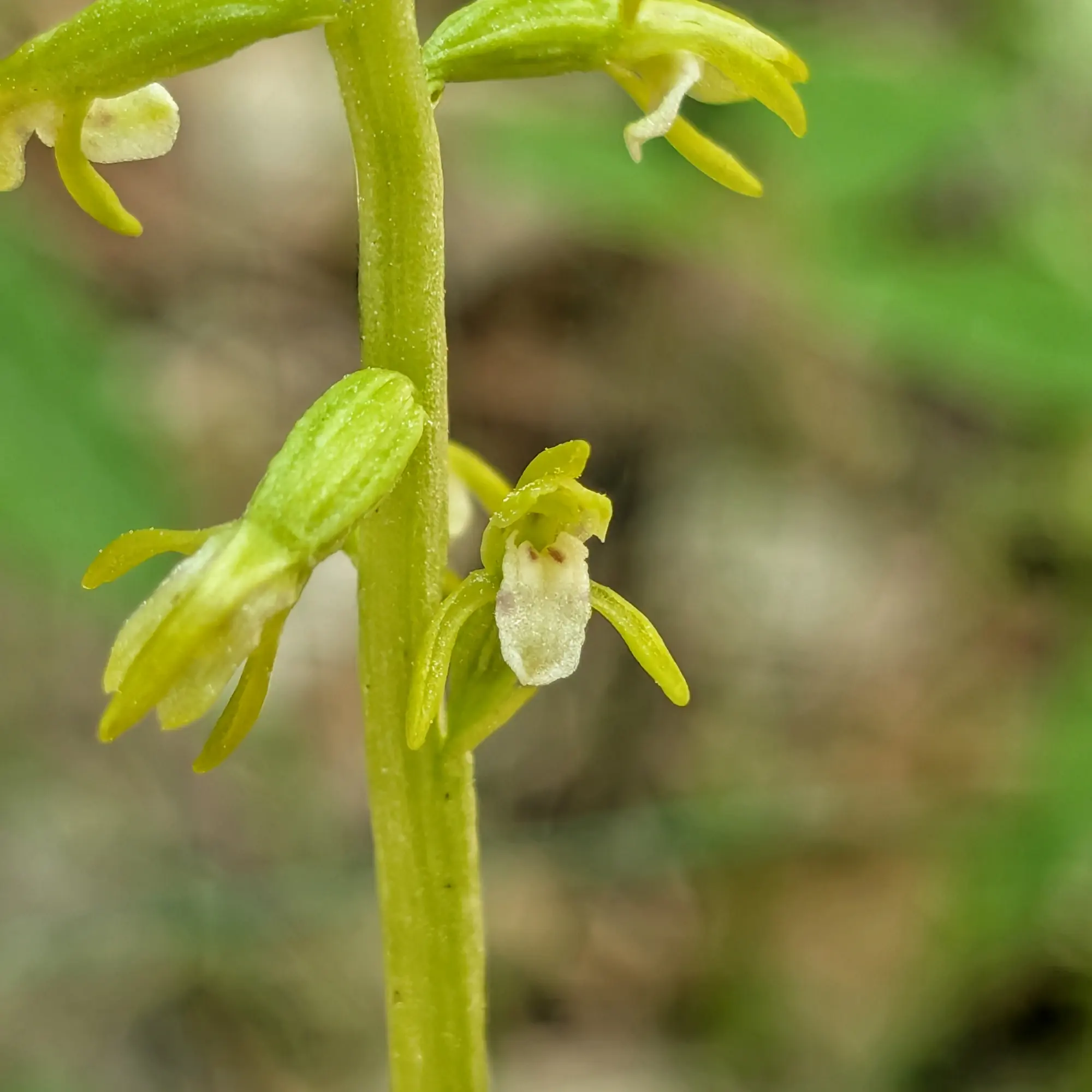 Detail of a specimen of Corallorhiza trifida from the Catalan Pre-Pyrenees