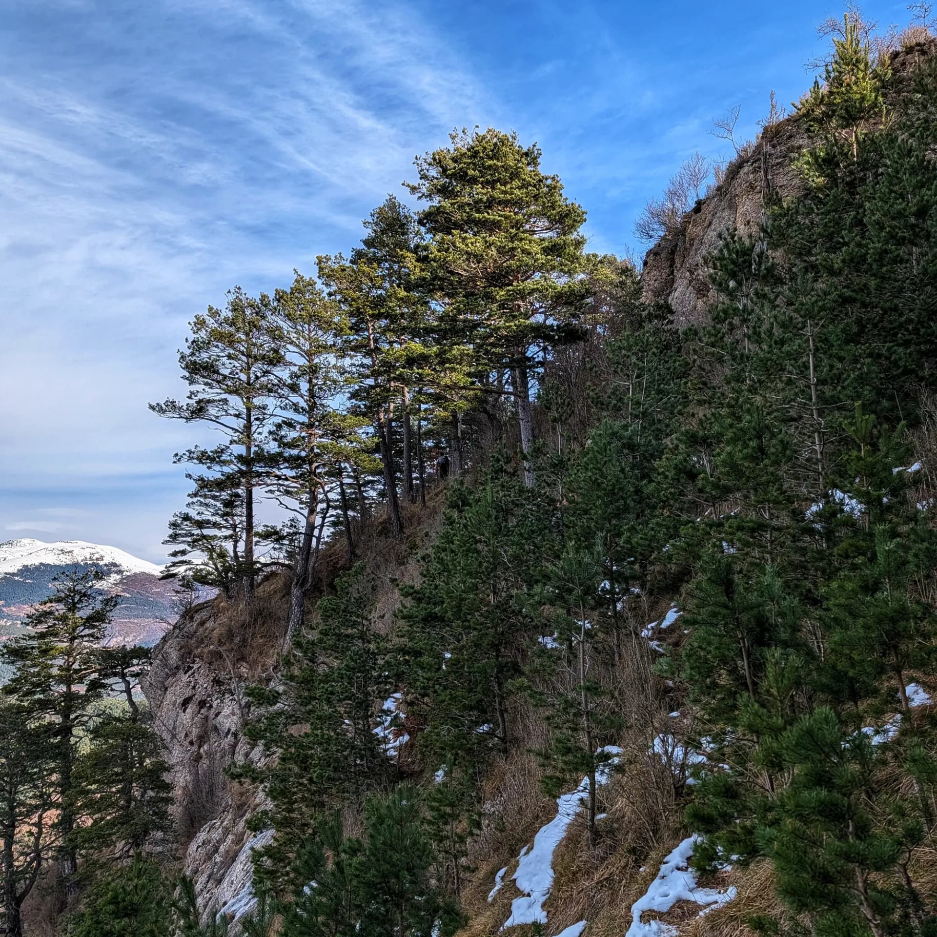 Bosc dens sobre la cinglera de Tubau amb vistes durant l'ascensió al Pedró de Tubau.