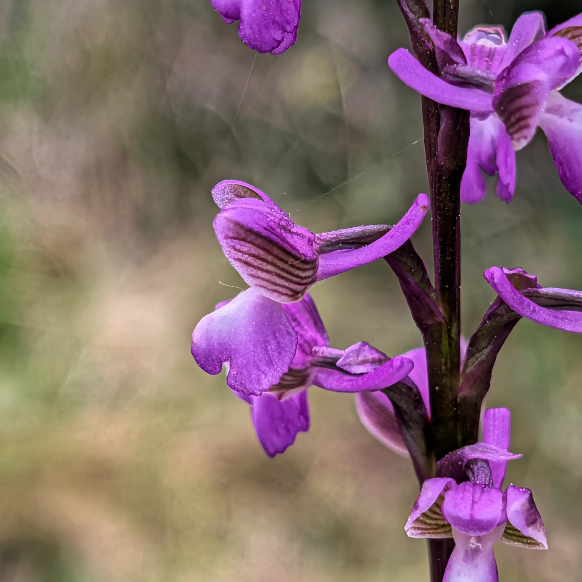Close-up of a purple Anacamptis morio subsp. picta orchid with striped petals, against a soft, out-of-focus green background.