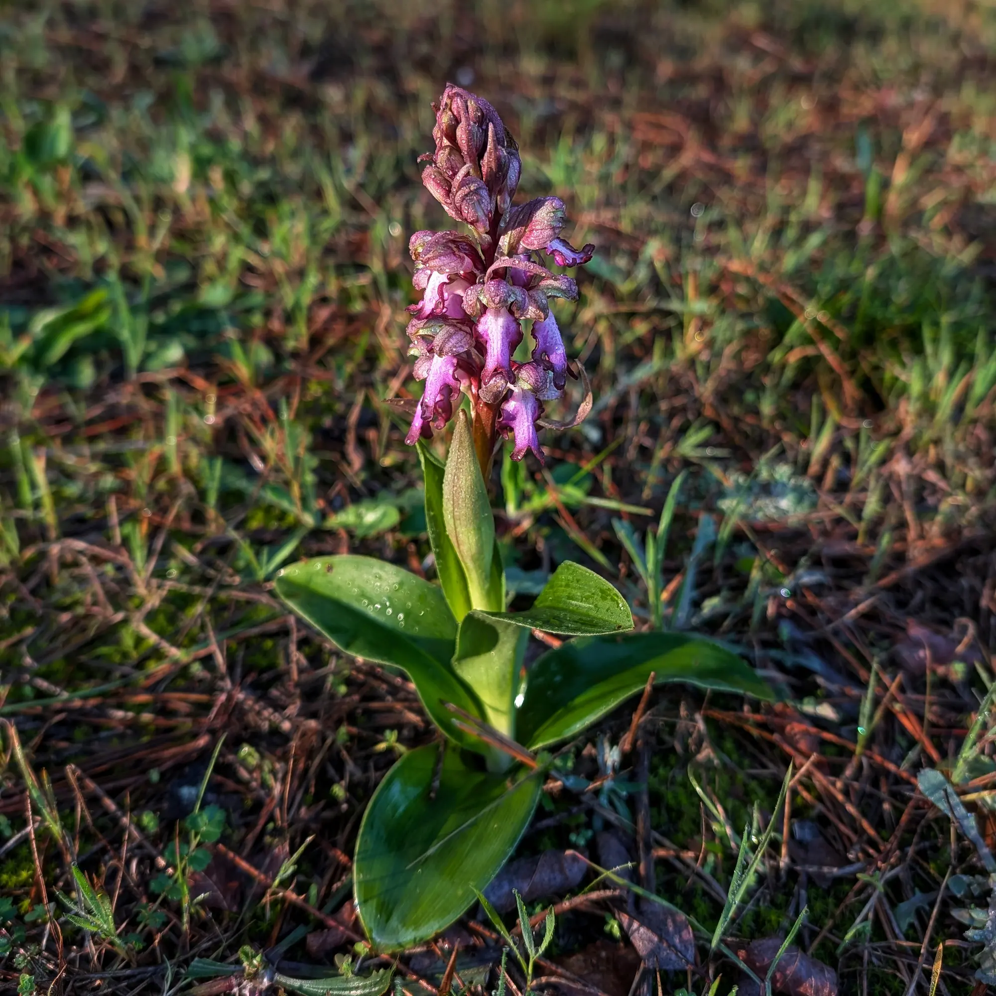Himantoglossum robertianum florit amb gotes de pluja.