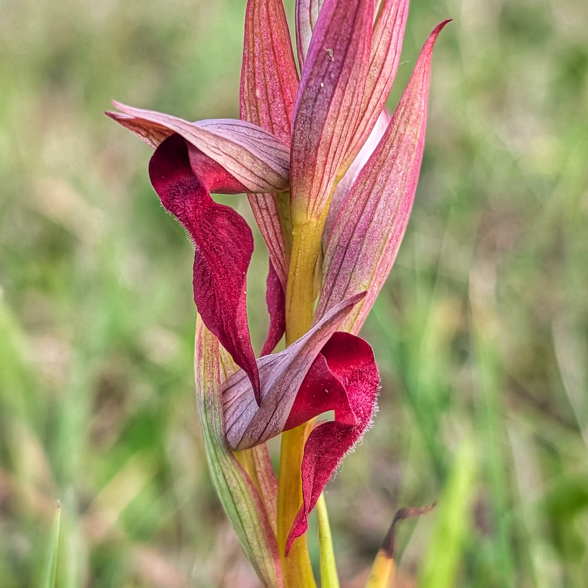 Primer pla d'orquídia Serapias x intermedia amb pètals vermells intensos i tija verd-groguenca sobre fons verd difuminat.