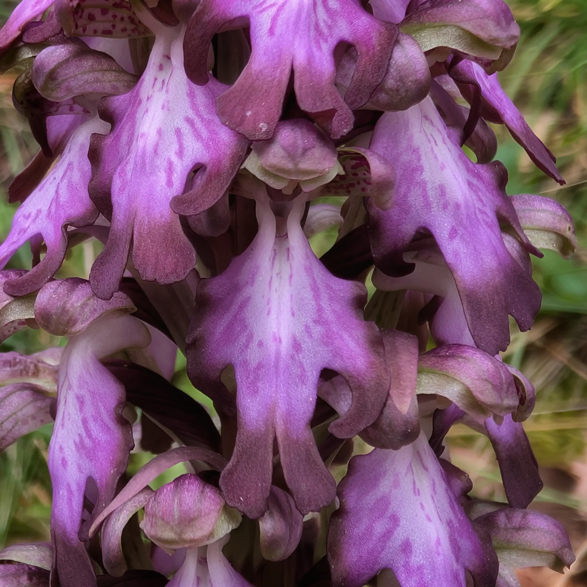 Primer plano de una orquídea Himantoglossum robertianum en flor, con detalles de sus flores.
