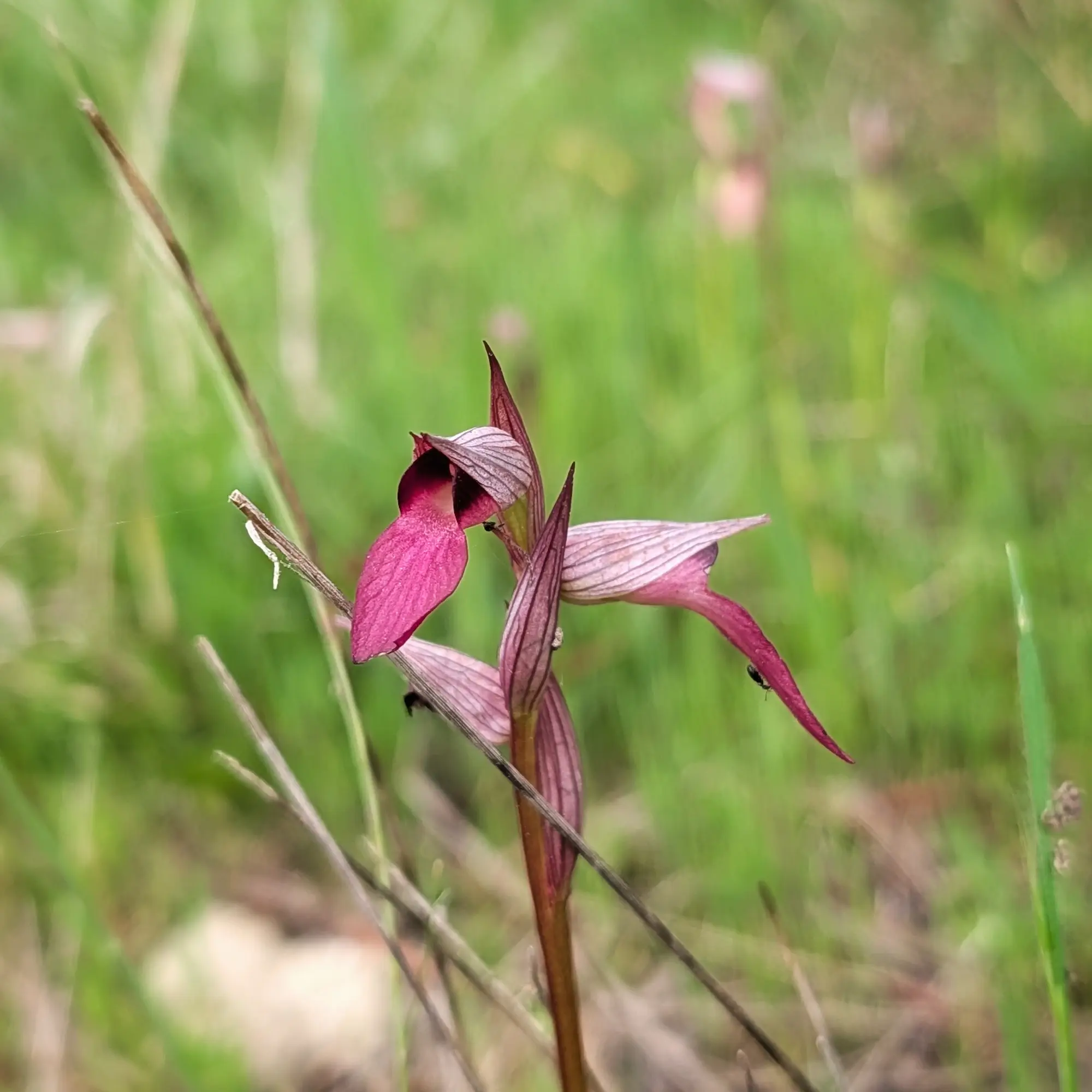 Close-up of a Serapias lingua orchid, with magenta petals and striped sepals, against a soft green background.