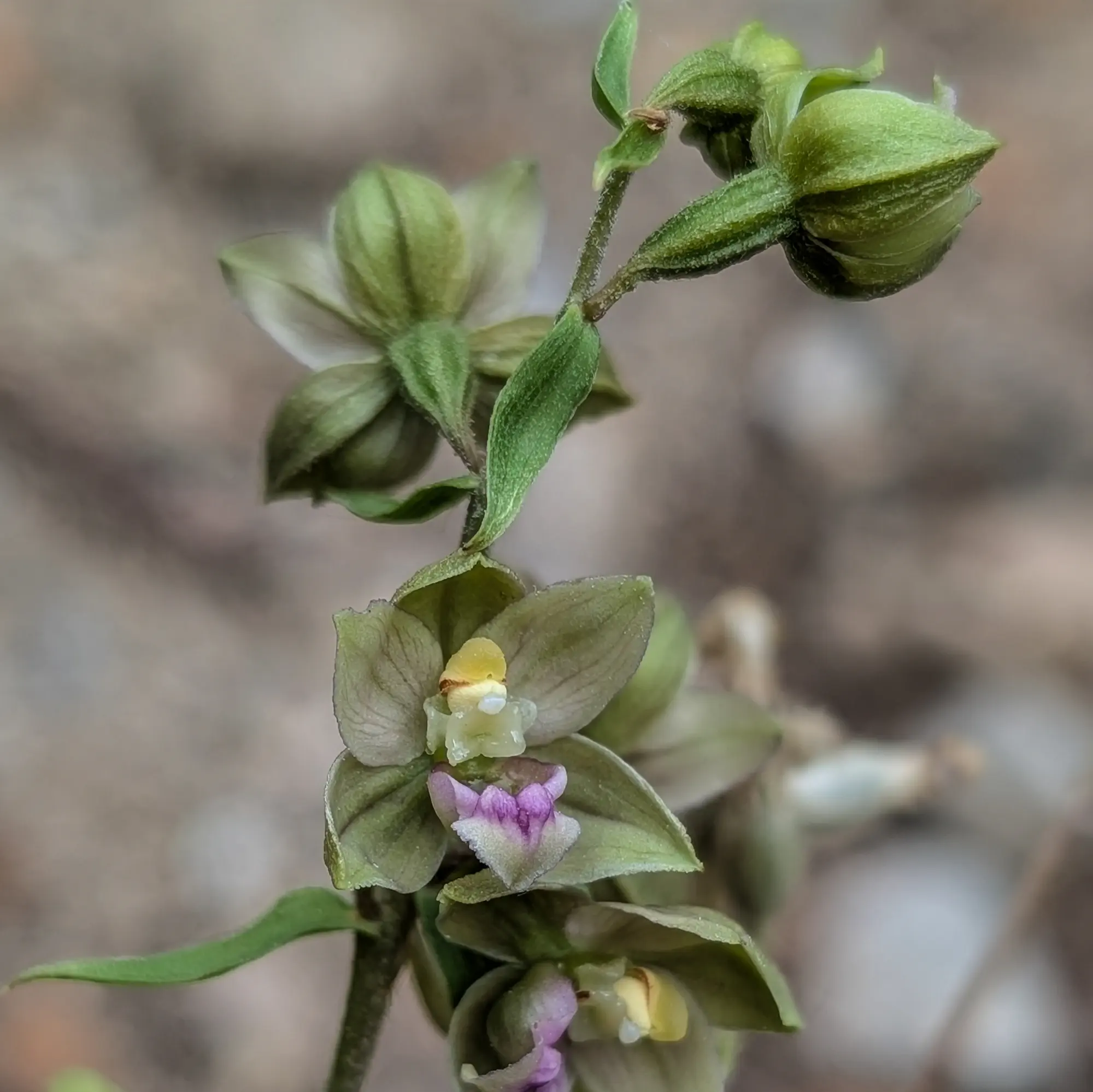 Exemplar de Epipactis tremolsii prop d'unes mines de Montgaillard (França)