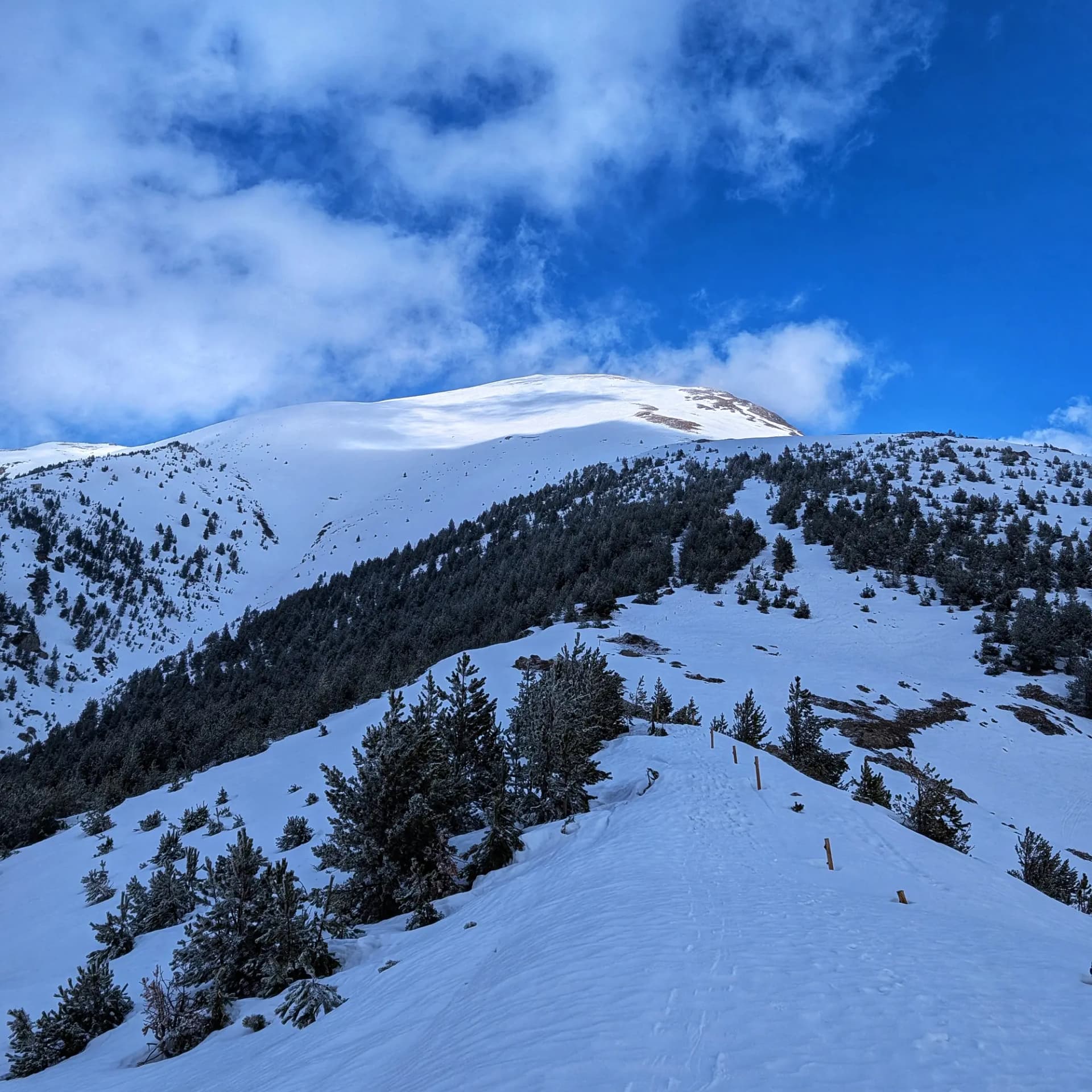Snowy mountain path with pine trees leading towards Costabona peak under a blue sky.
