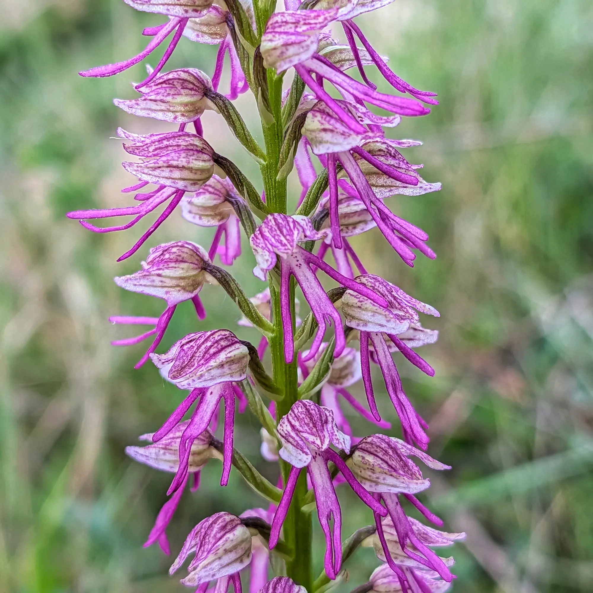 Primer pla d'una espiga d'orquídia Orchis x bergonii amb flors blanques, liles i magenta, sobre un fons verd difús.