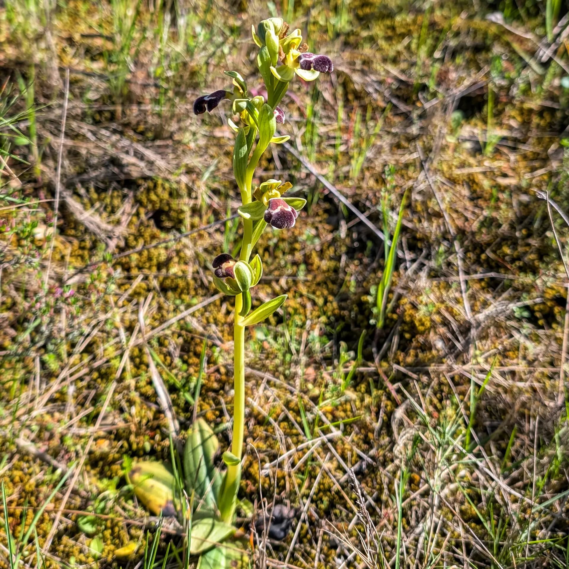 Orquídea Ophrys dyris con flores moradas y verdes, creciendo verticalmente entre vegetación seca natural en La Noguera.