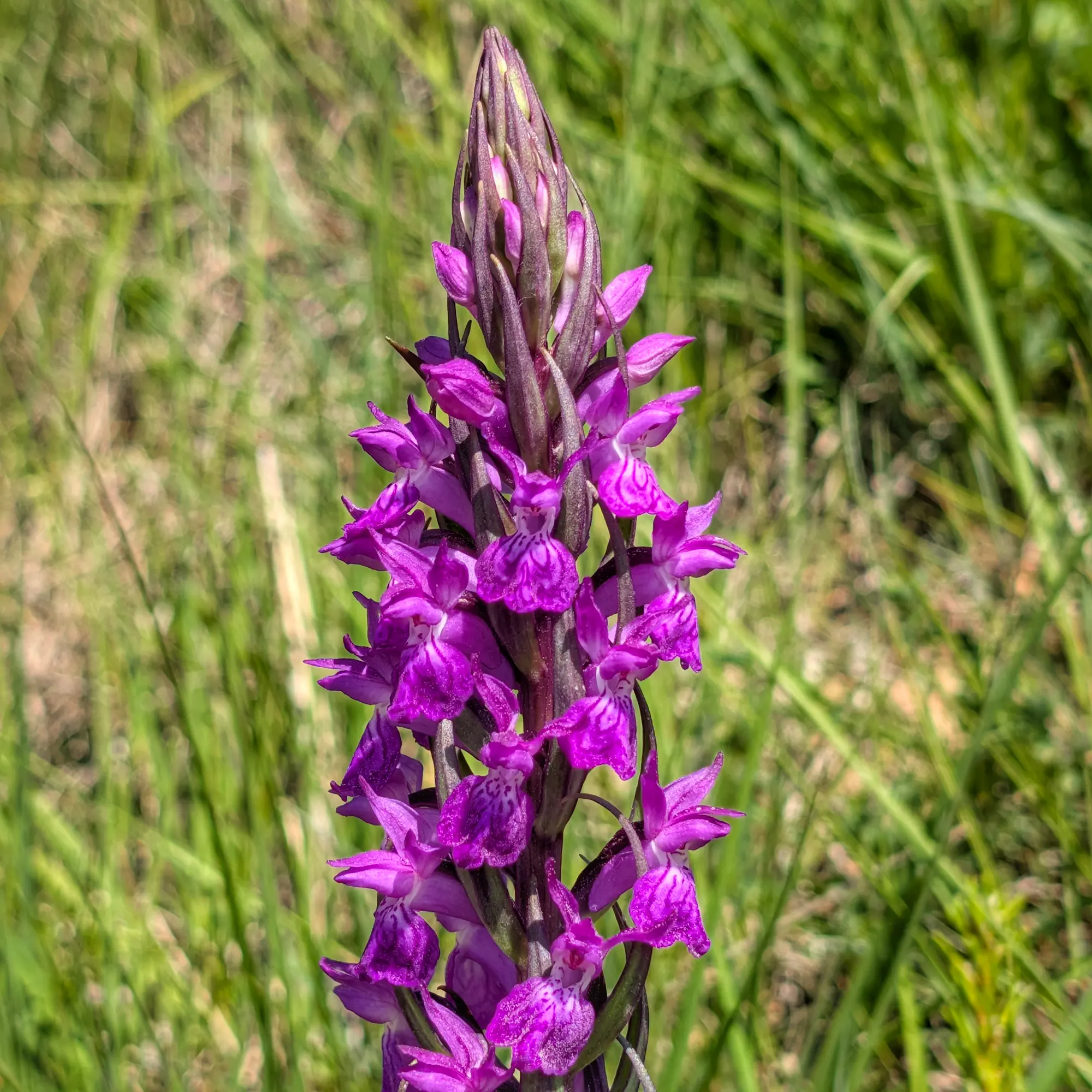 Specimen of Dactylorhiza majalis from the Catalan Pre-Pyrenees