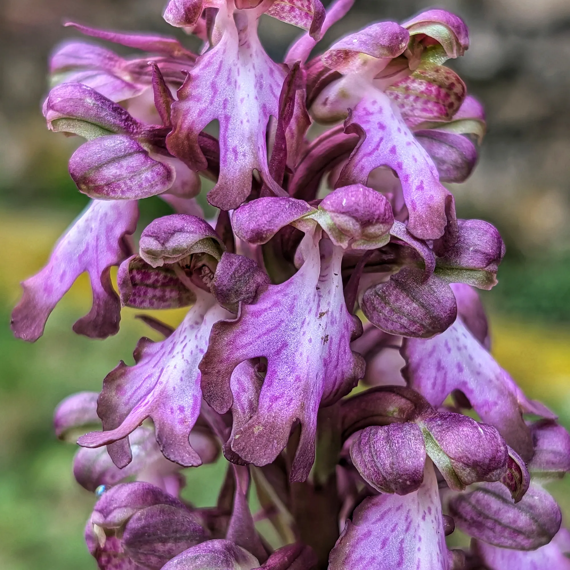 Primer pla d'una orquídia Himantoglossum robertianum, amb flors morades, blanques i detalls tacats.