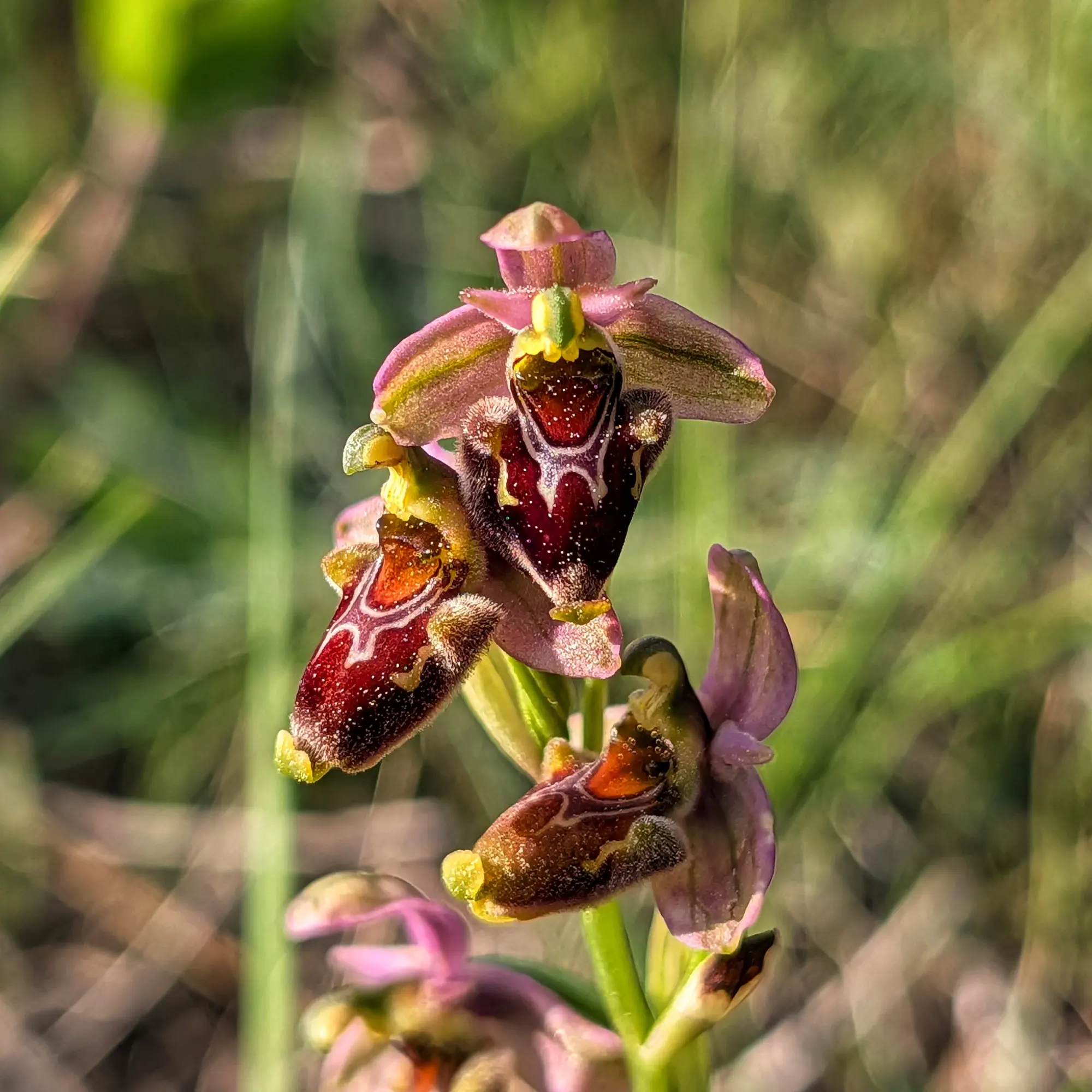Primer pla d'orquídia híbrida Ophrys x peltieri amb pètals rosats i label vermell fosc amb patró, fons verd borrós.