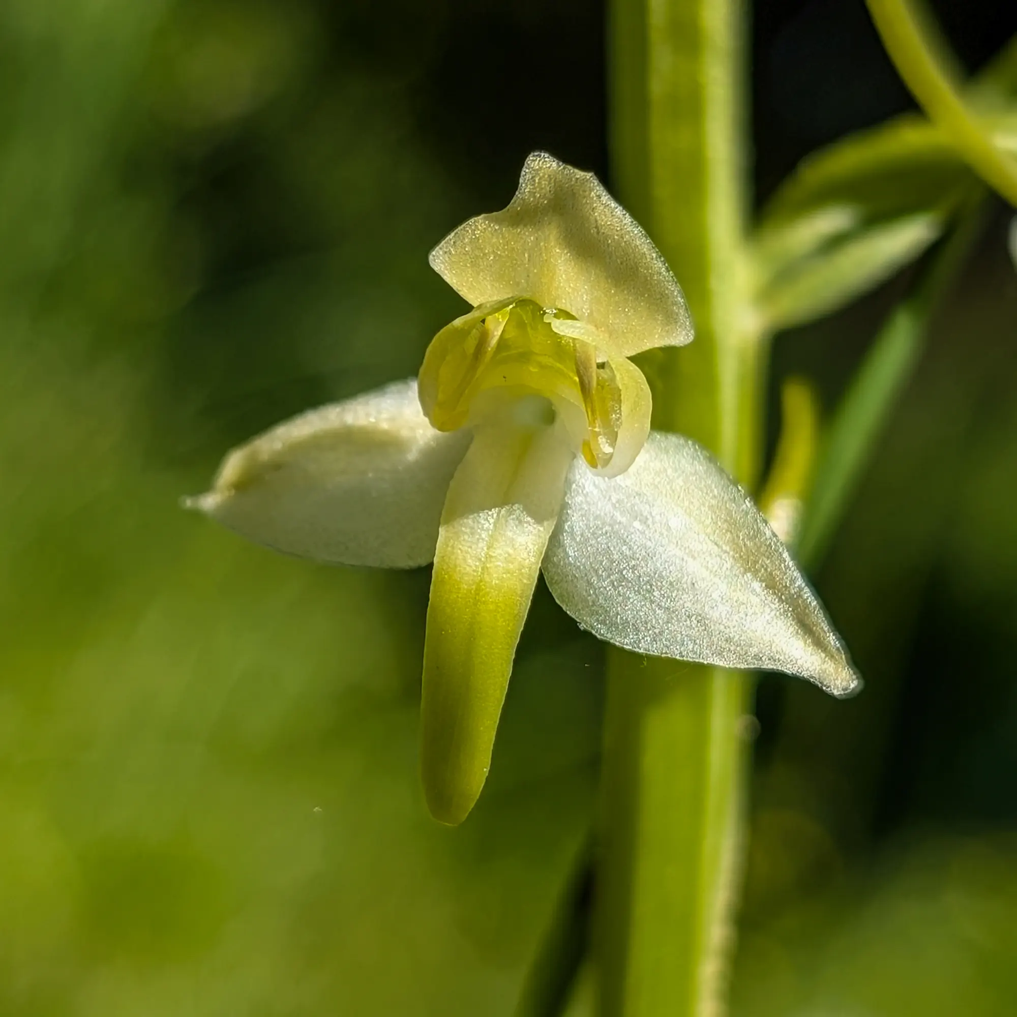 Platanthera chlorantha en flor, amb pètals blancs i verds, en un entorn natural.