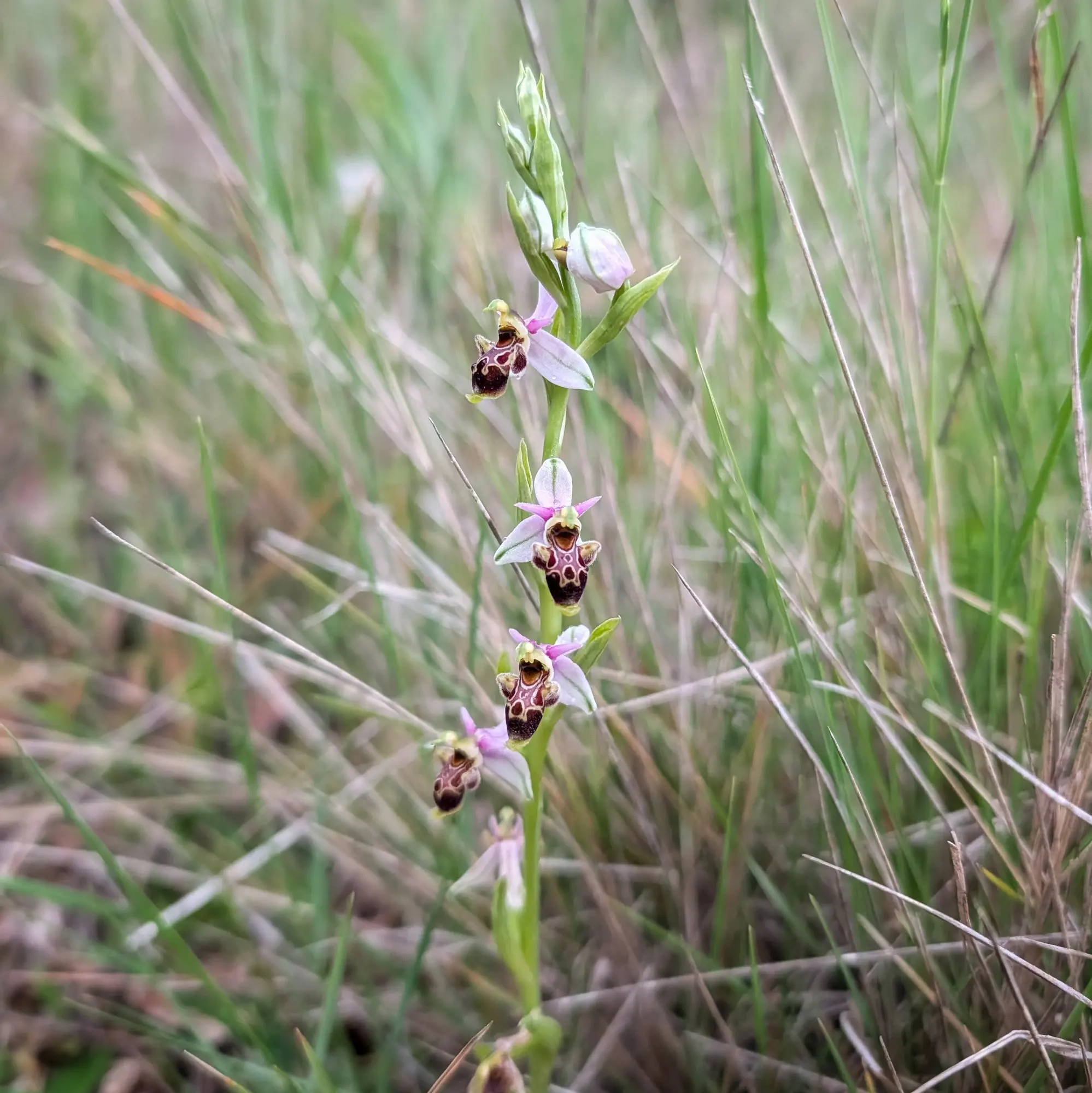 Close-up of Ophrys scolopax subsp. picta orchid with pink and brown flowers in a blurred green grass field.