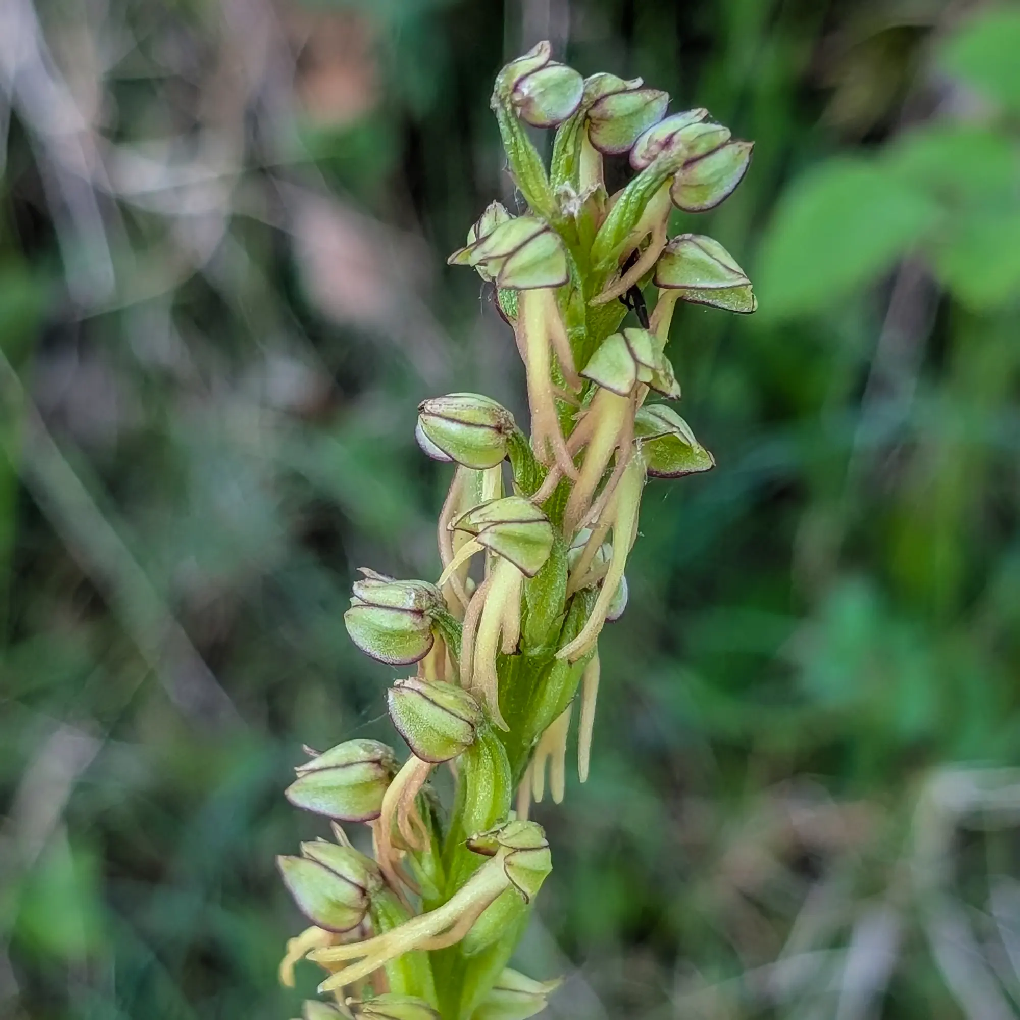 Orchis anthropophora flowers in a meadow near Sant Martí Sacalm.