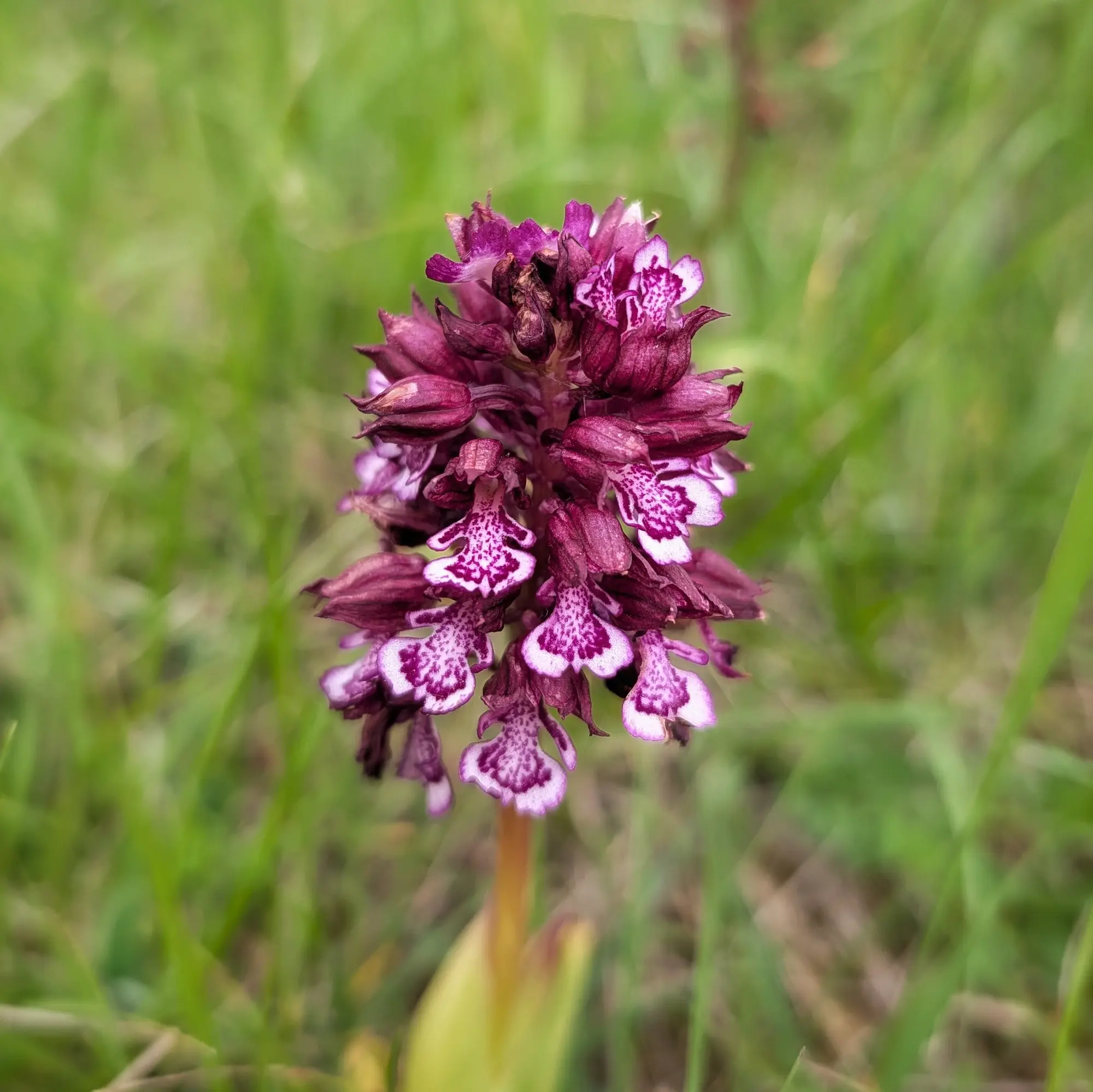 Orquídia púrpura (Orchis purpurea) amb flors blanques i violes sobre fons verd desenfocat.