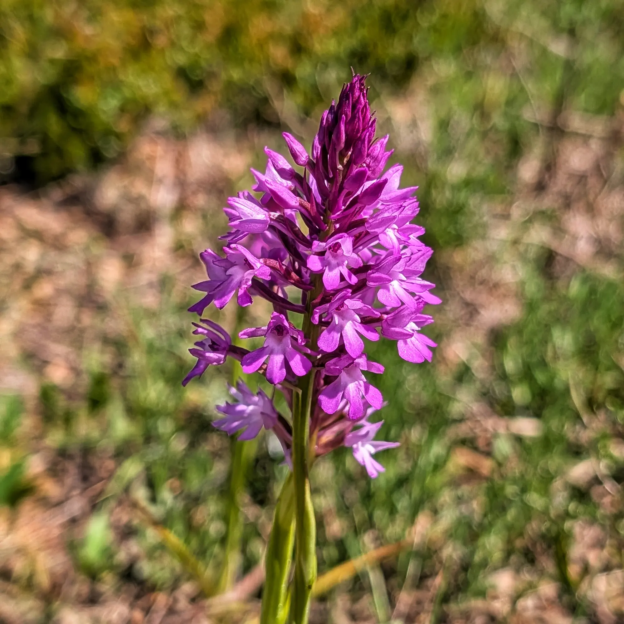 Primer pla d'una orquídia piramidal (Anacamptis pyramidalis) de color magenta vibrant sobre un fons verd i marró desenfocat.