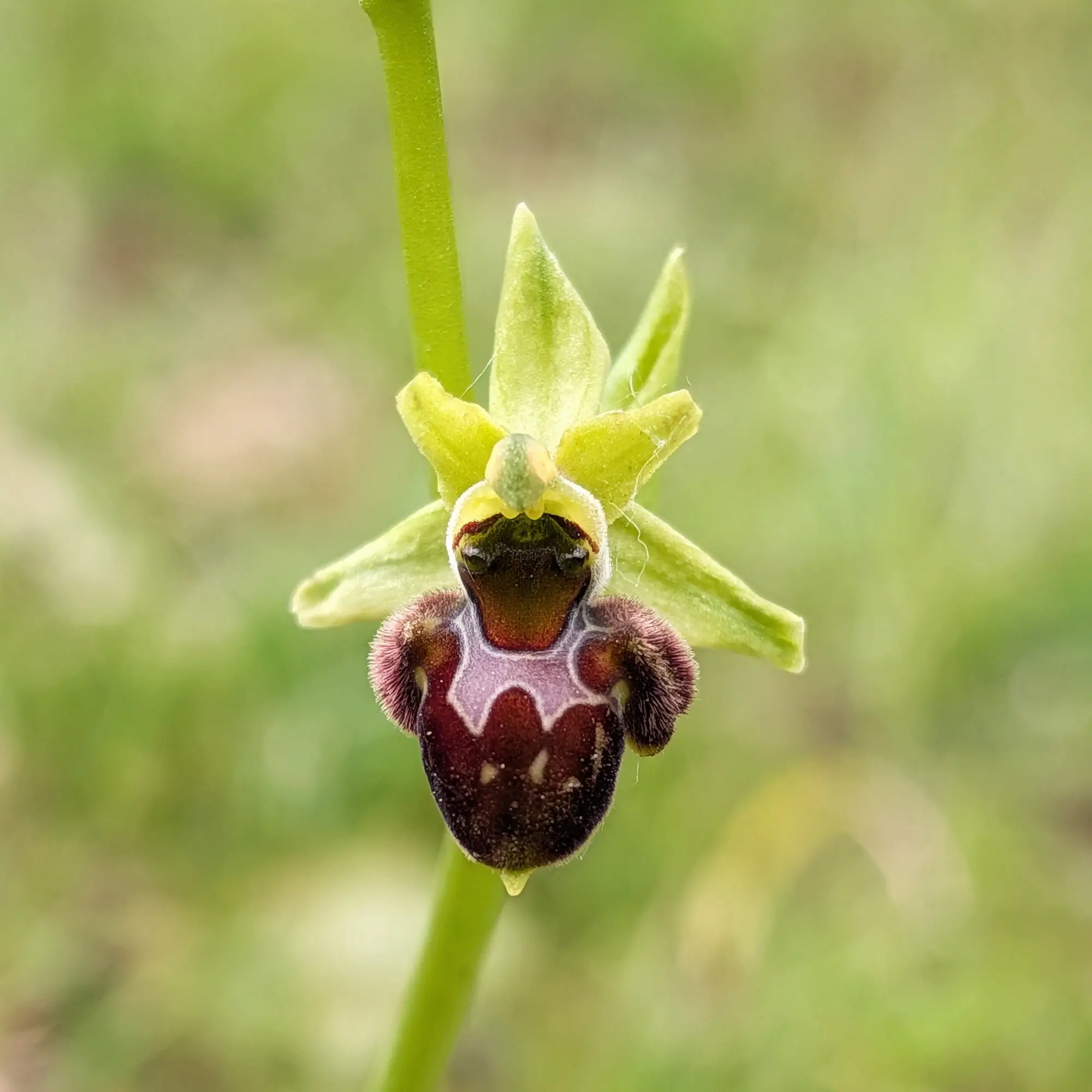 Primer pla d'una orquídia Ophrys ×nouletii amb pètals verds llimona i label vellutat marró fosc.