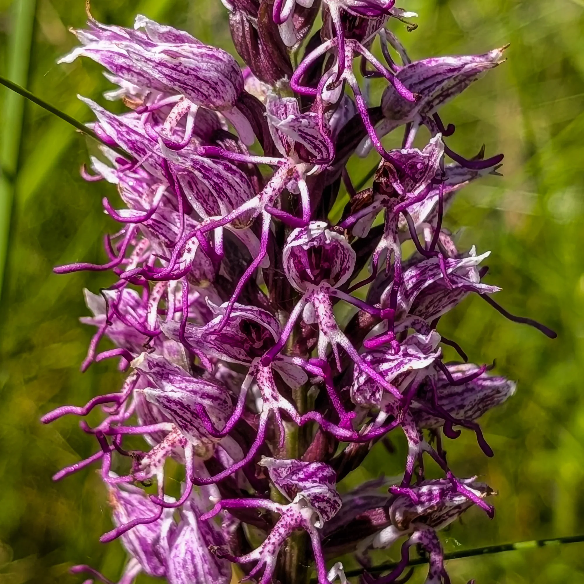 Tall monkey orchid in a meadow near Sant Martí Sacalm, showing signs of sun exposure.