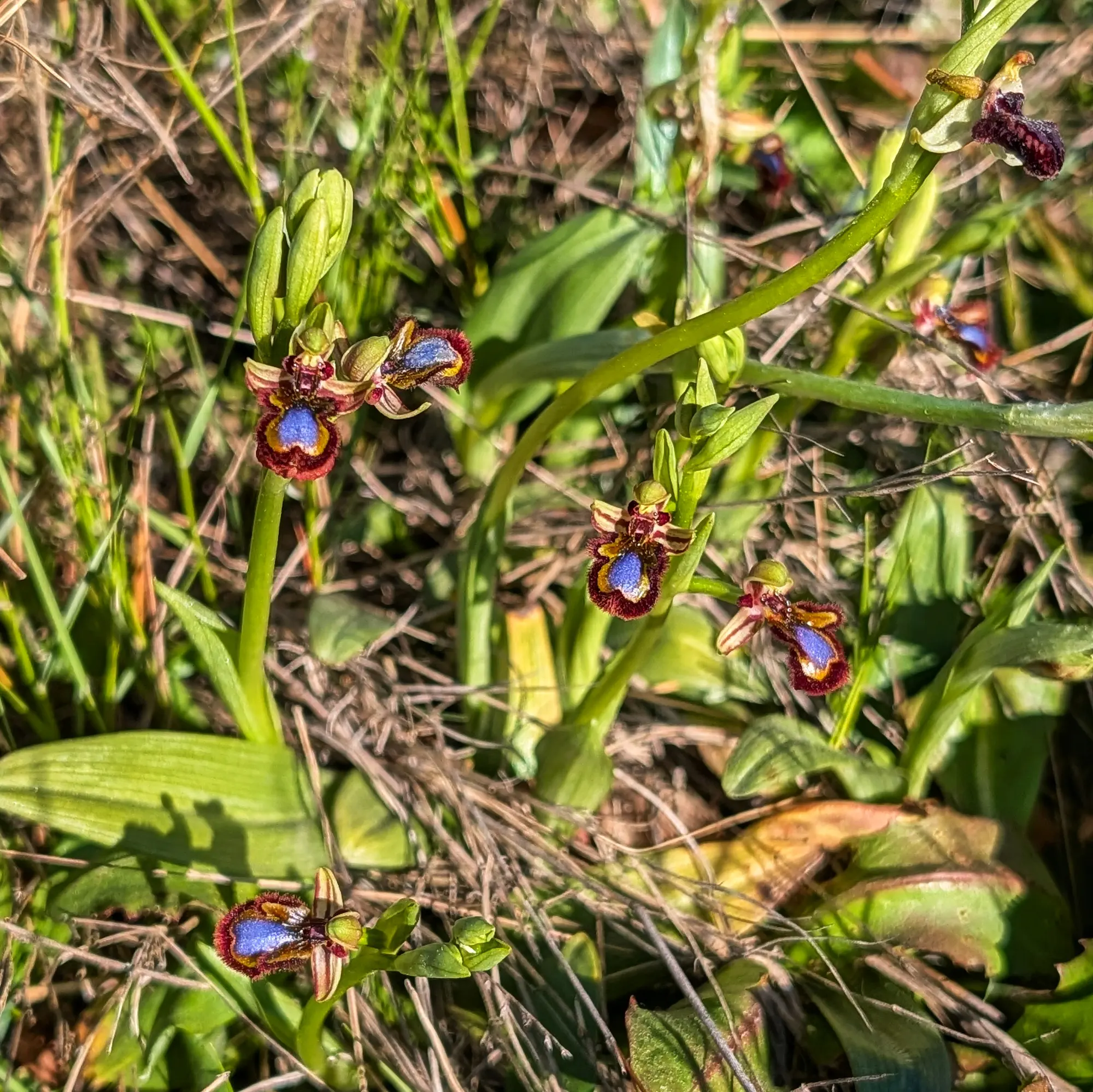 Ophrys speculum orchids with their characteristic bright blue spot, growing among grass in La Noguera.