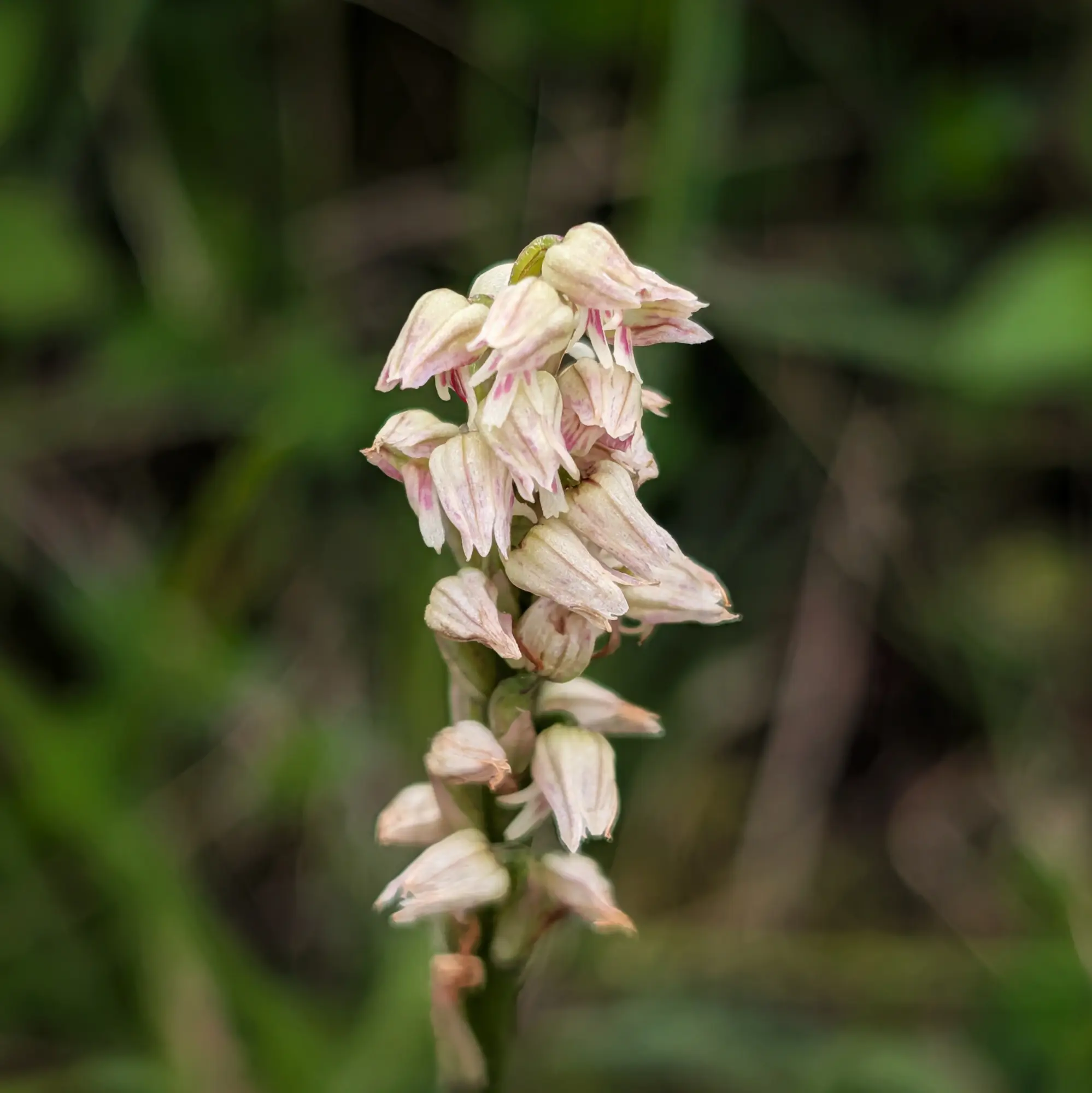 Primer pla d'una espiga de Neotinea maculata amb flors blanques i rosades ratllades sobre fons verd difuminat.