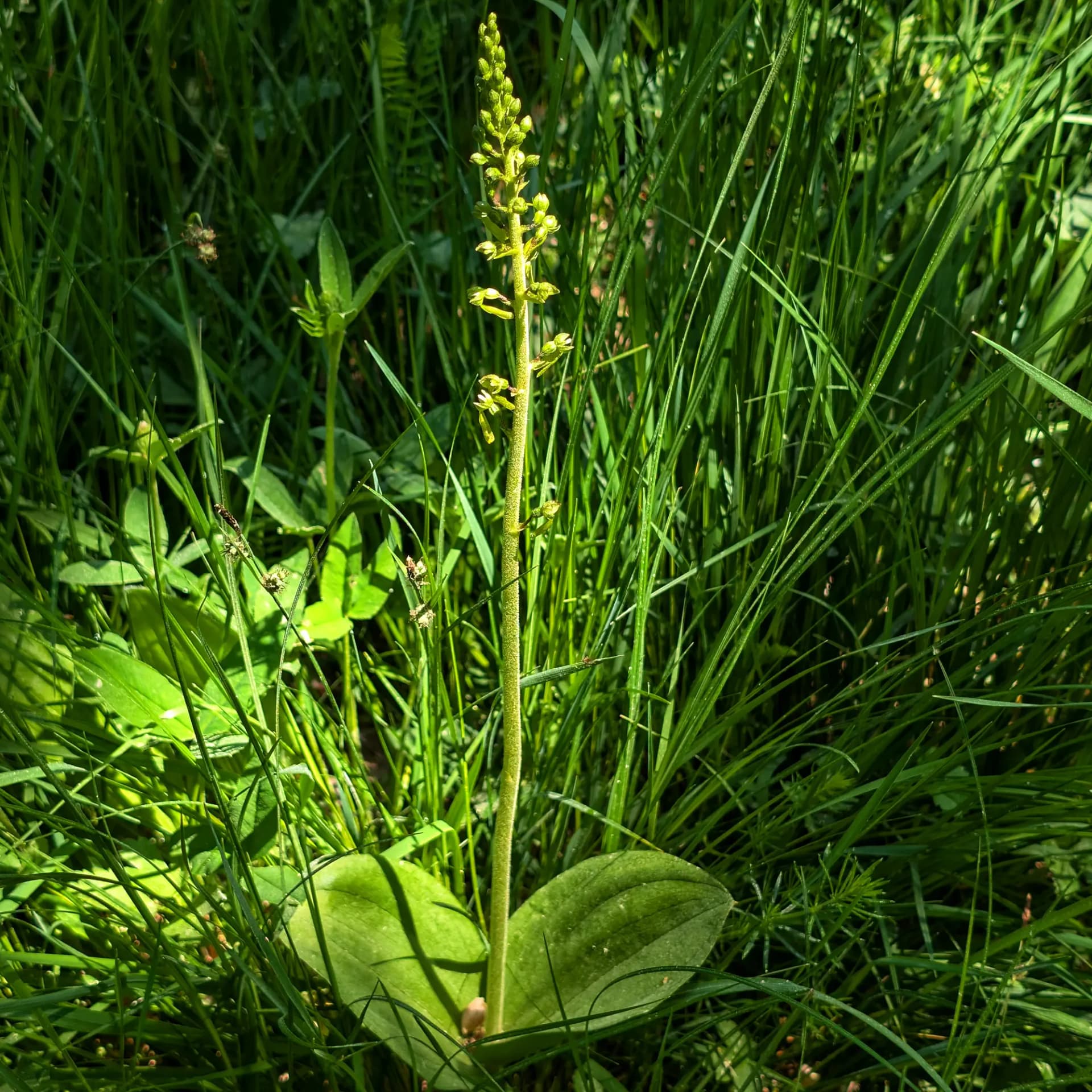 Specimen of Neottia ovata from the Catalan Pre-Pyrenees