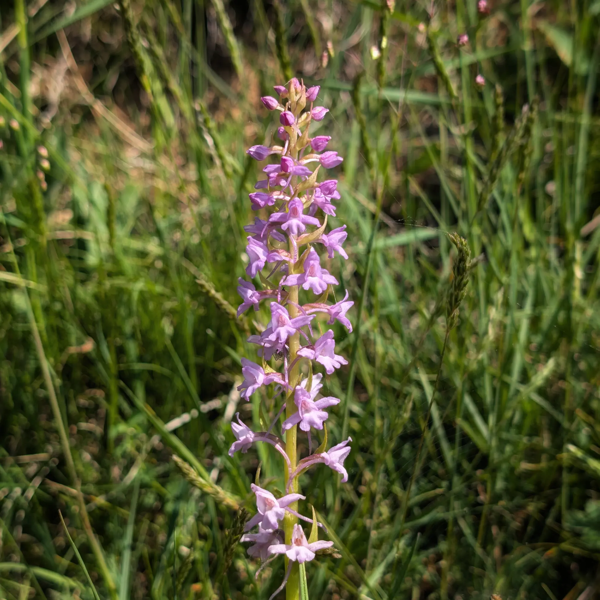 Un ejemplar de Gymnadenia conopsea procedente de los Prepirineos catalanes.