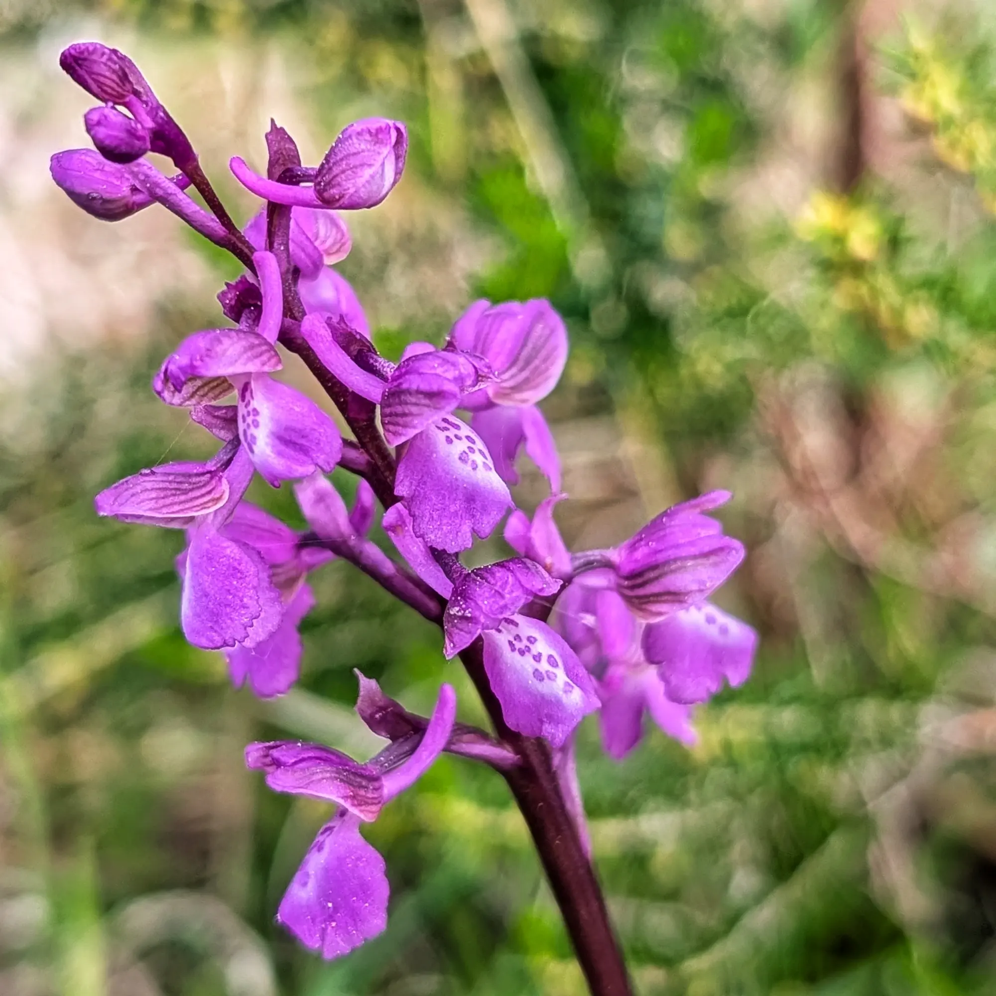 Anacamptis morio subsp. picta orchid, purple flowers with white spotted patches. Blurred green background.