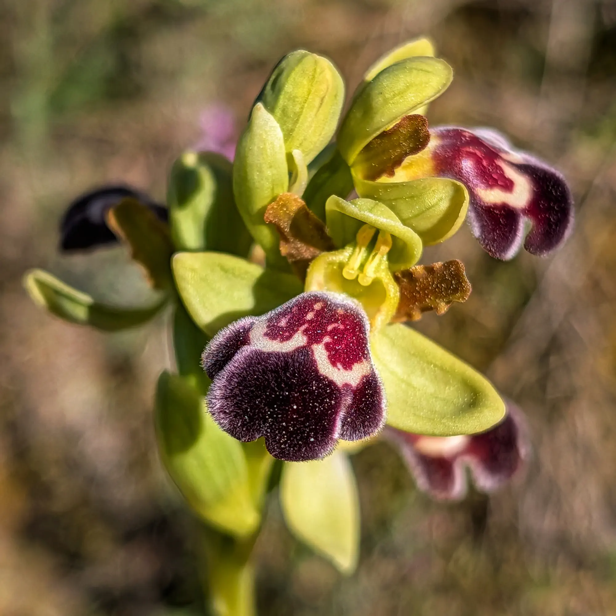 Ophrys dyris, orquídea con pétalos verdes y labelo oscuro aterciopelado con un patrón blanco distintivo.