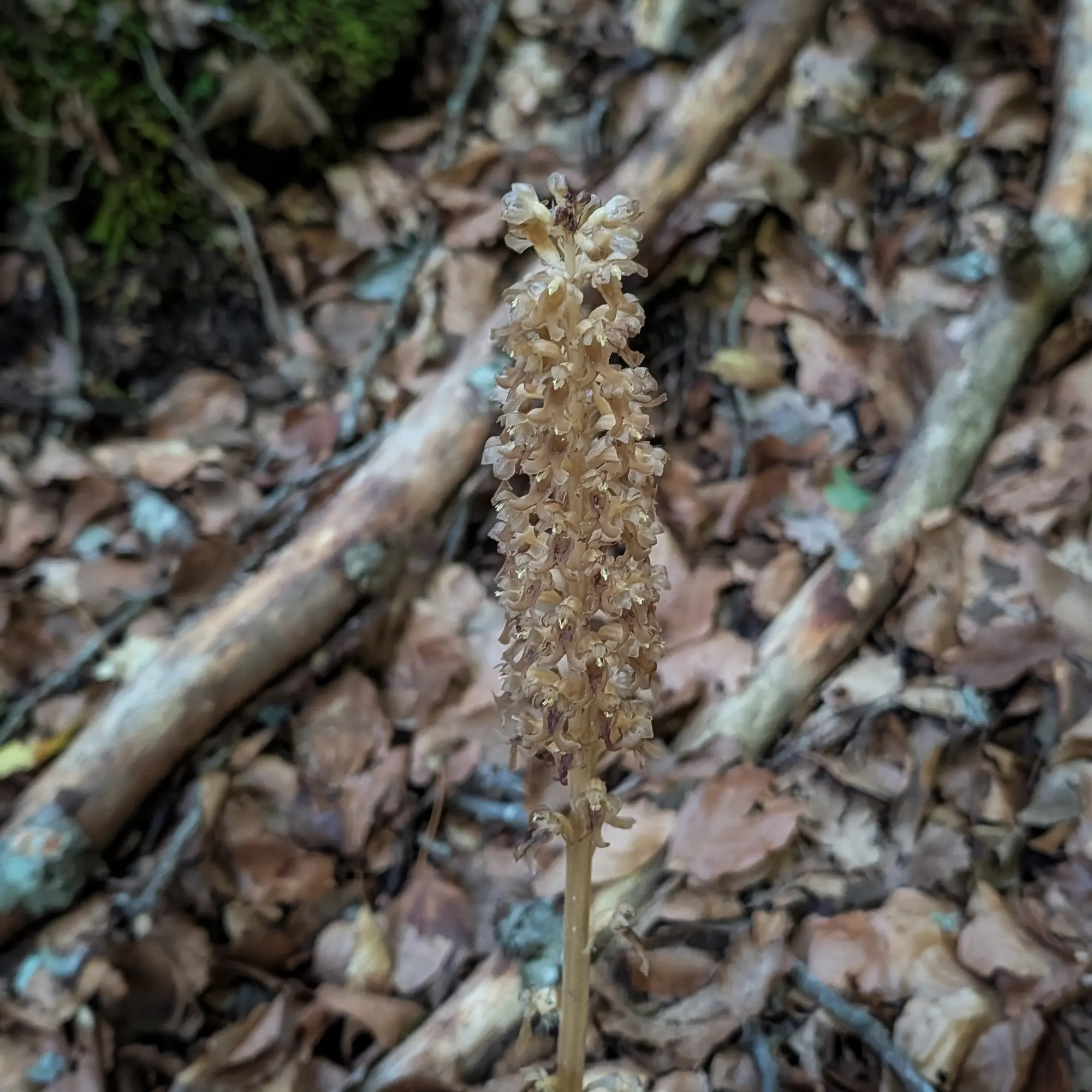 Light brown Bird's-nest Orchid (Neottia nidus-avis) on a forest floor covered with dry leaves.