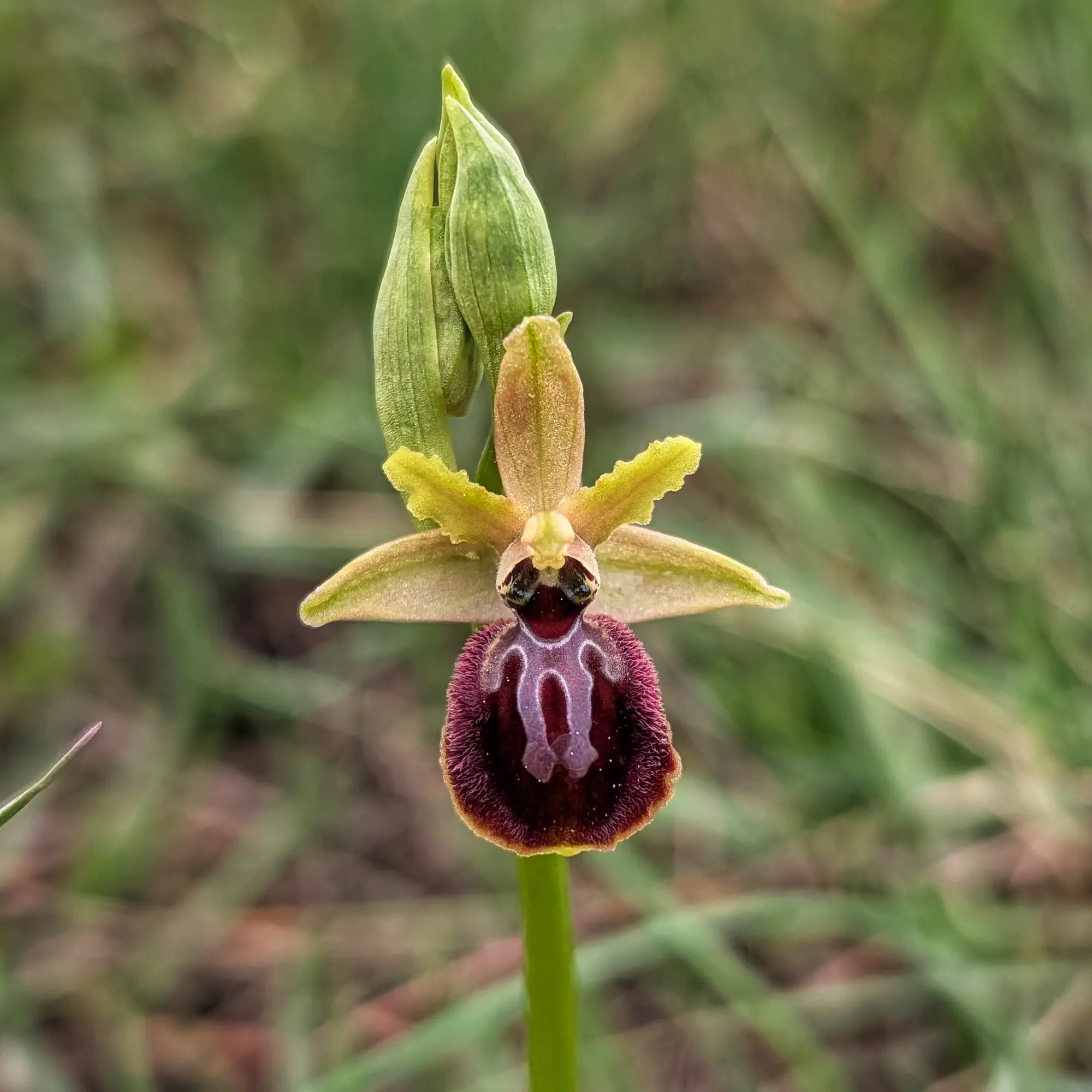 Close-up of Ophrys arachnitiformis orchid: green sepals, yellow petals, and dark reddish-purple labellum with white markings.