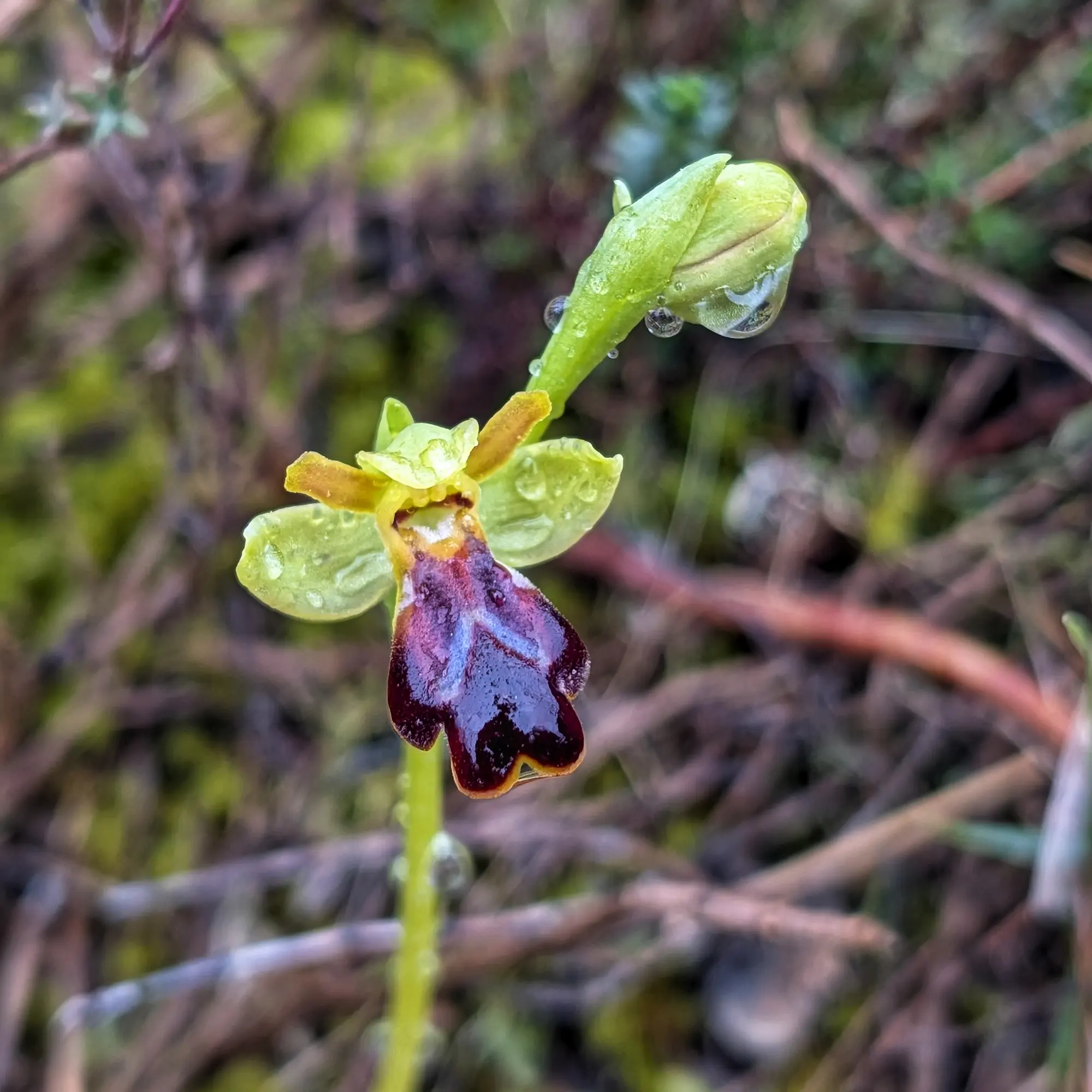 Ophrys forestieri de l'Alt Empordà, amb gotes de pluja que realcen els colors del seu característic label fosc i vellutat, juntament amb un brot sense obrir. Primer pla d'Ophrys forestieri amb gotes d'aigua i un brot tancat, a l'Alt Empordà.