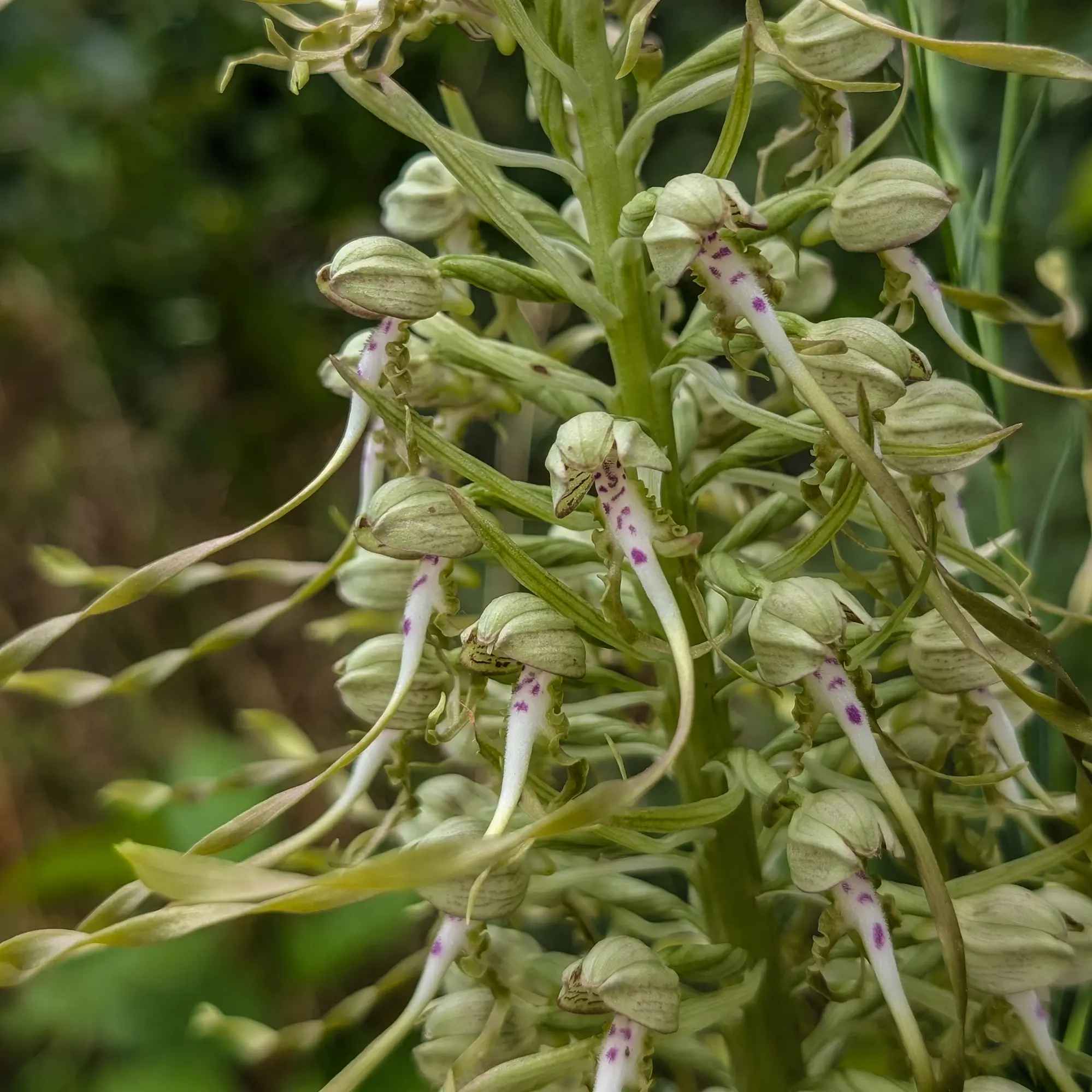 Detail of a greenish Himantoglossum hircinum from the Corbières (France)