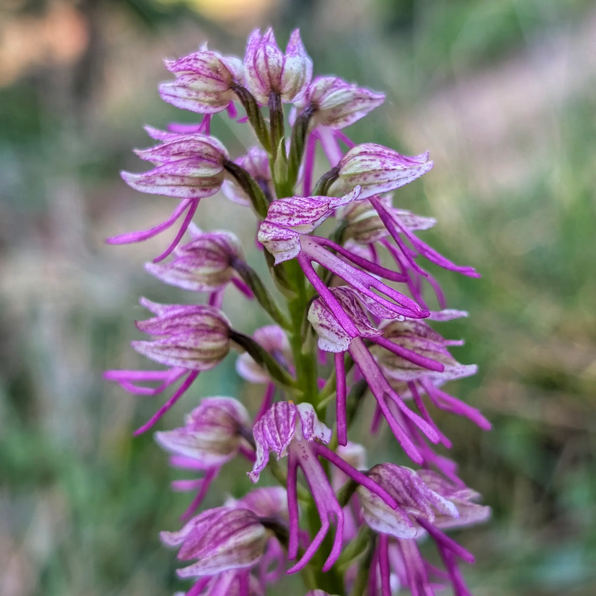 Detall d'espiga d'orquídia Orchis x bergonii amb flors blanques i morades sobre fons verd difuminat.